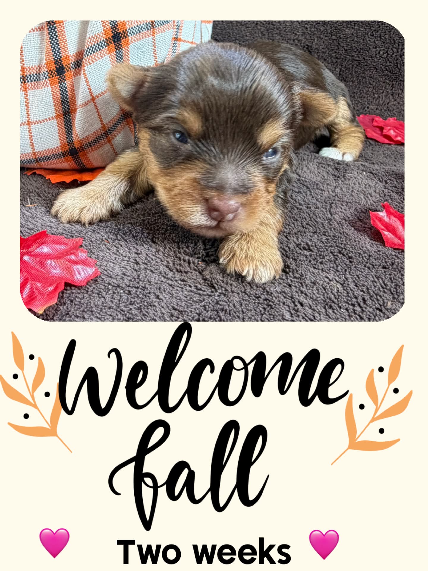 Ireland pink, a chocolate Yorkshire Terrier girl at Big Sky Yorkies