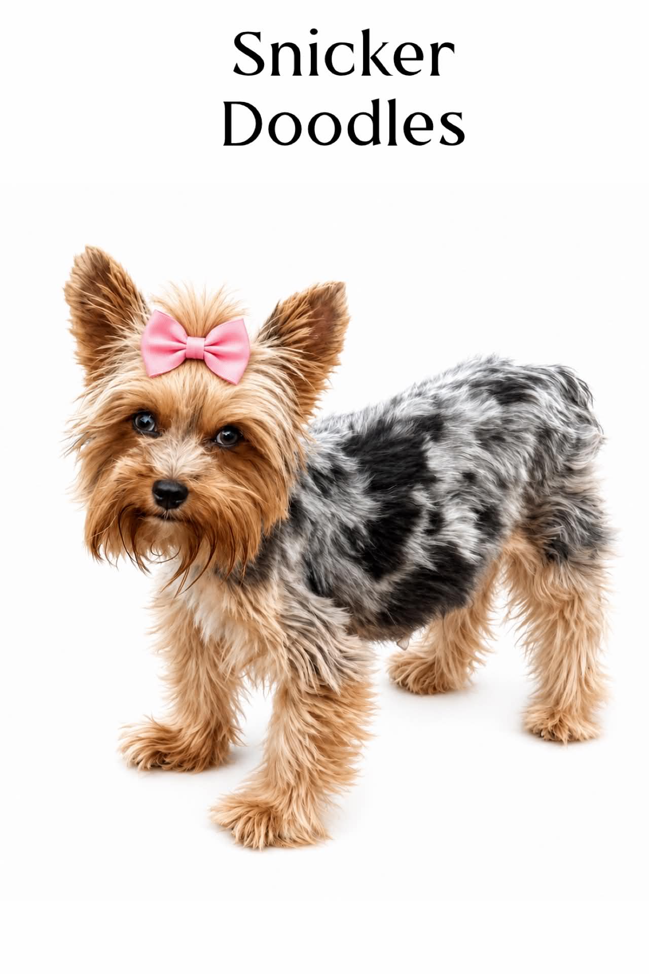 Snickers, a Yorkshire Terrier