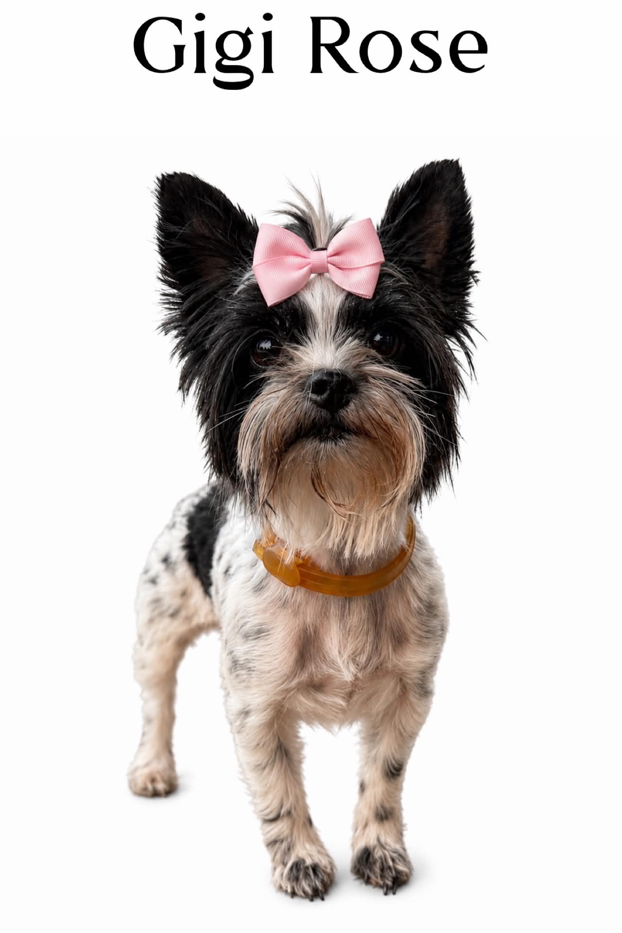 GiGi Rose, a Yorkshire Terrier