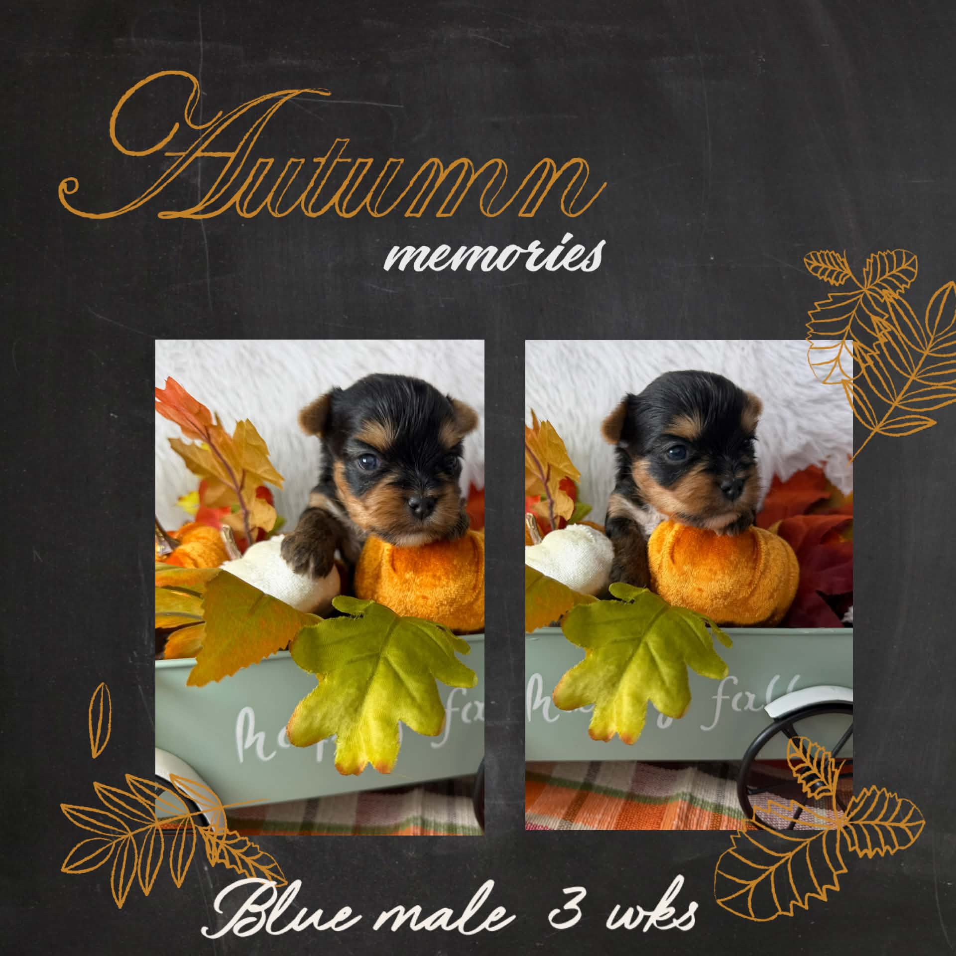 blue male Bria at Big Sky Yorkies, photo 5