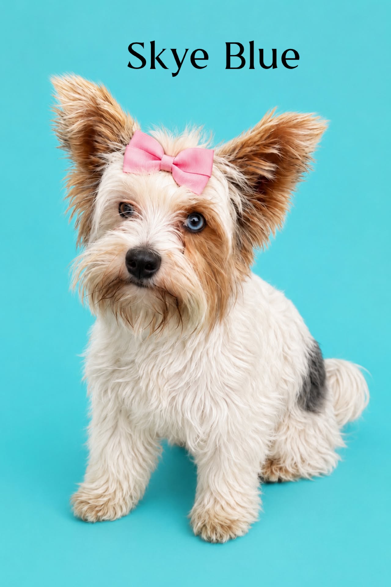 Skye Blue, a merle Yorkshire Terrier dam at Big Sky Yorkies