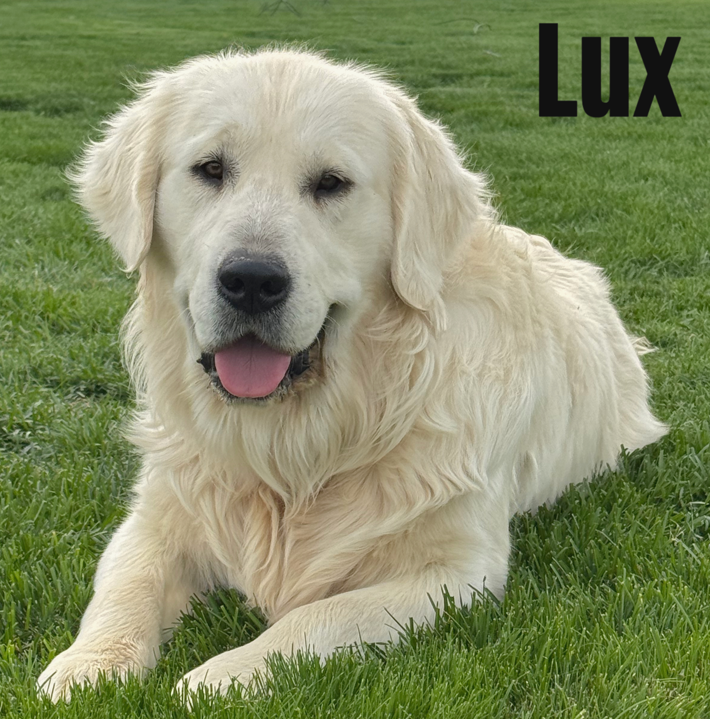 Lux — Aspen Ridge Retrievers sire