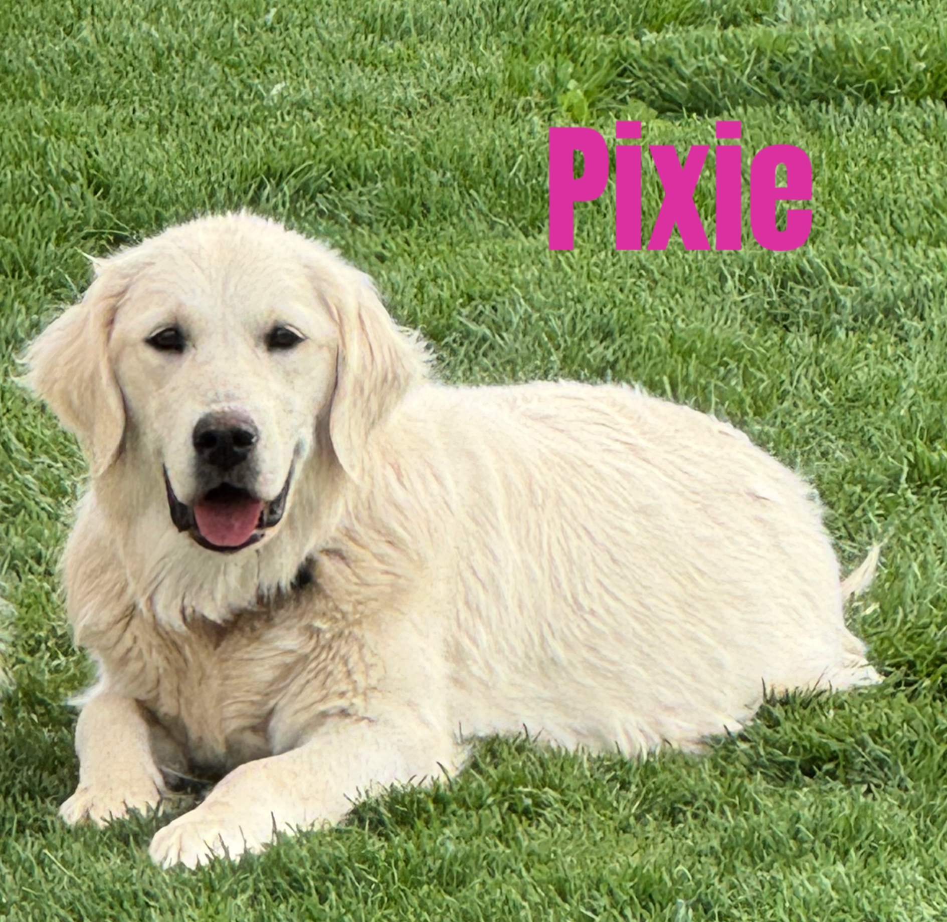 Pixie — Aspen Ridge Retrievers dam