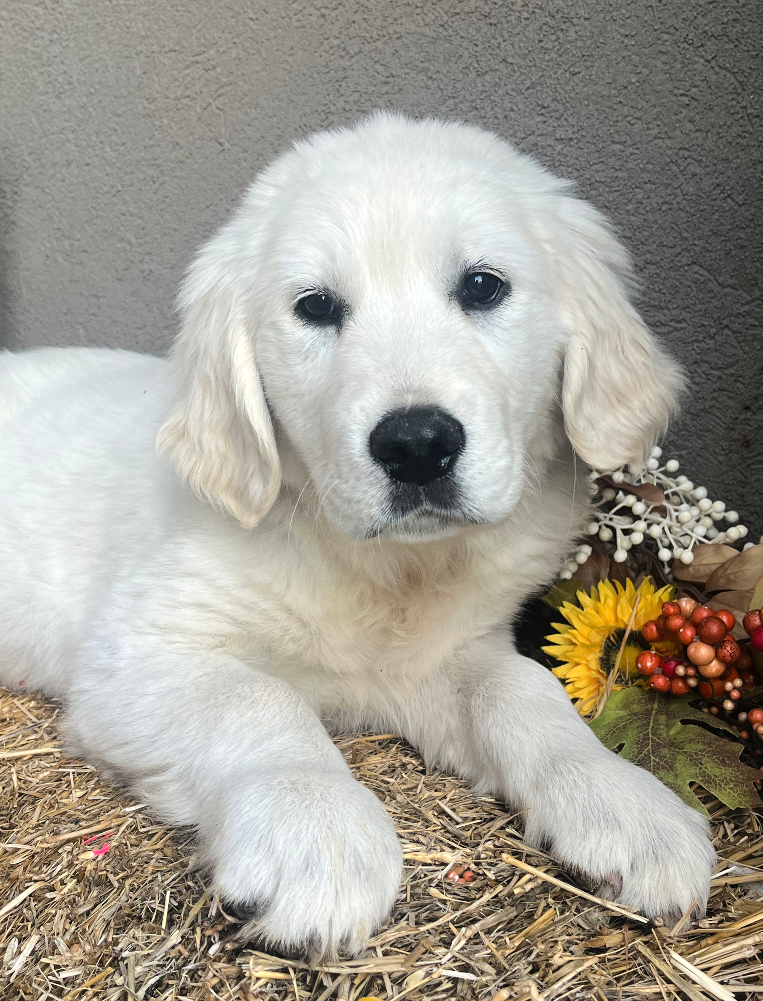 Bella English Cream Retriever litter at Aspen Ridge Retrievers