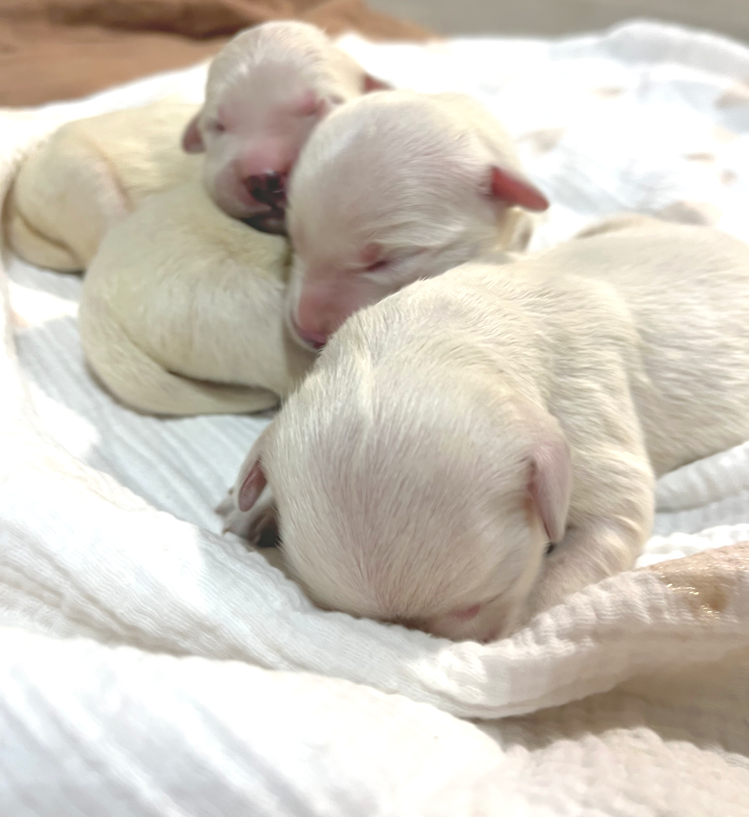 Lux & Pixie English Cream Retriever litter at Aspen Ridge Retrievers