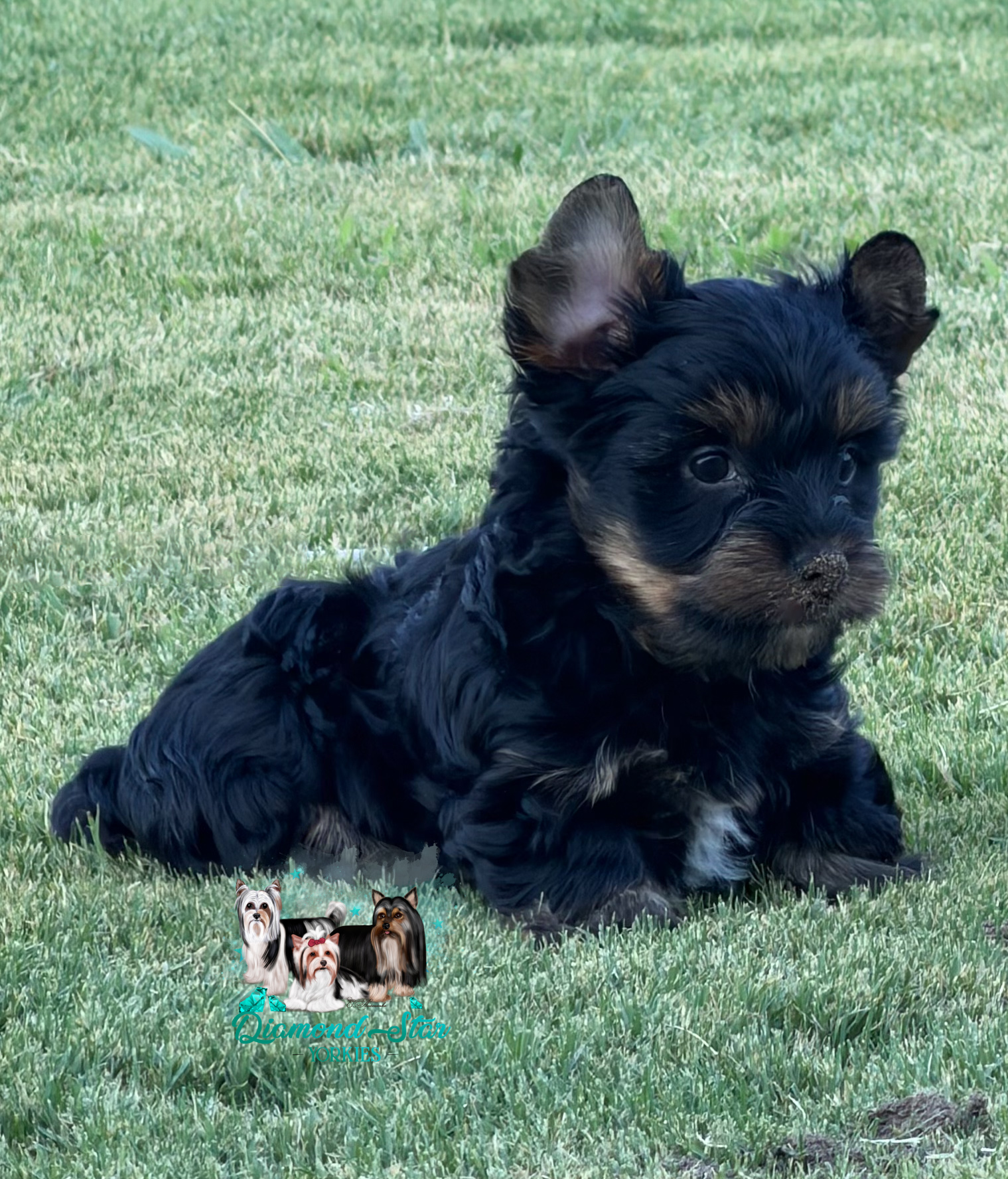 Yorkshire Terrier at Diamond Star Yorkies