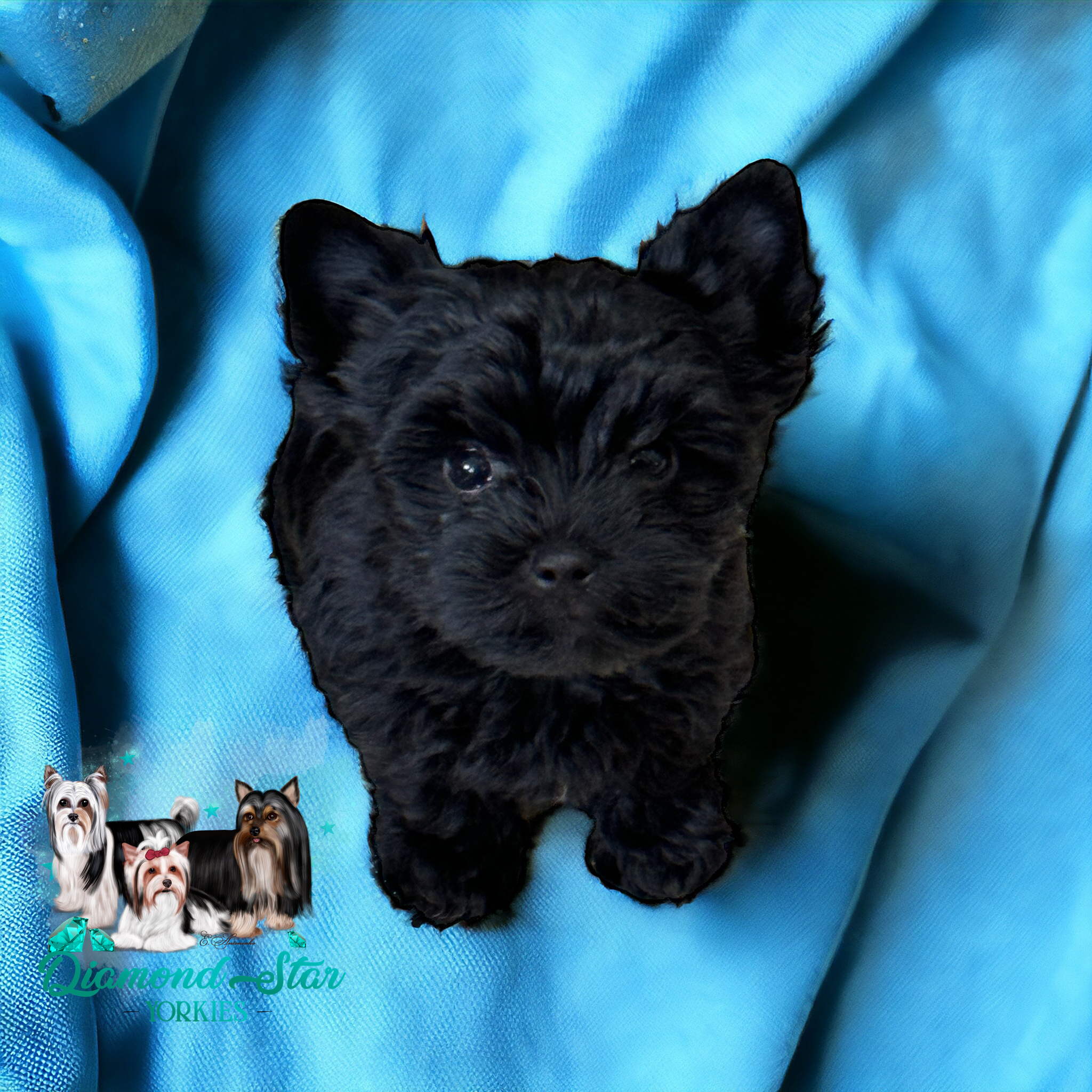 Yorkshire Terrier at Diamond Star Yorkies