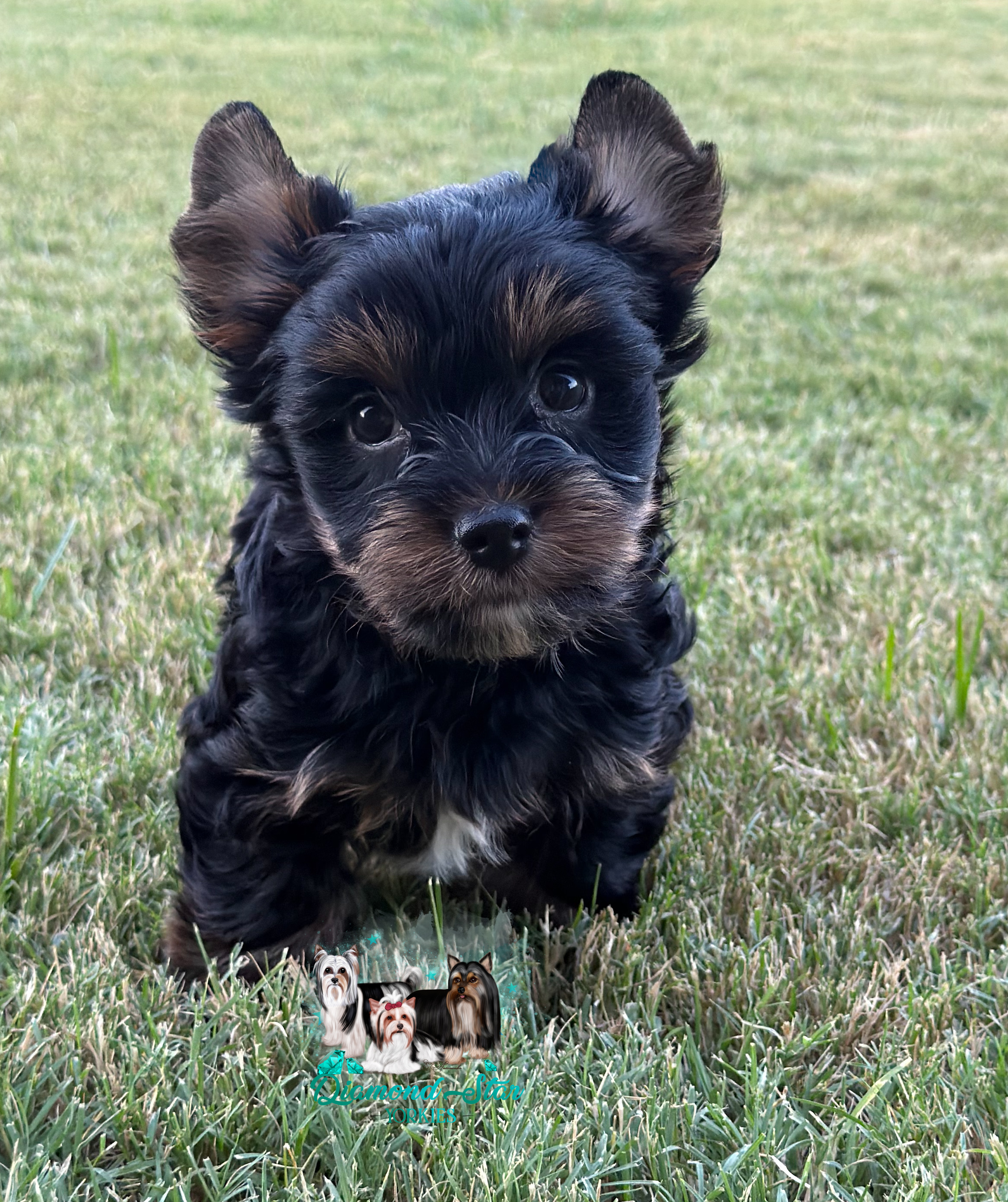 Traditional , Yorkshire Terrier puppy — photo 1 of 5
