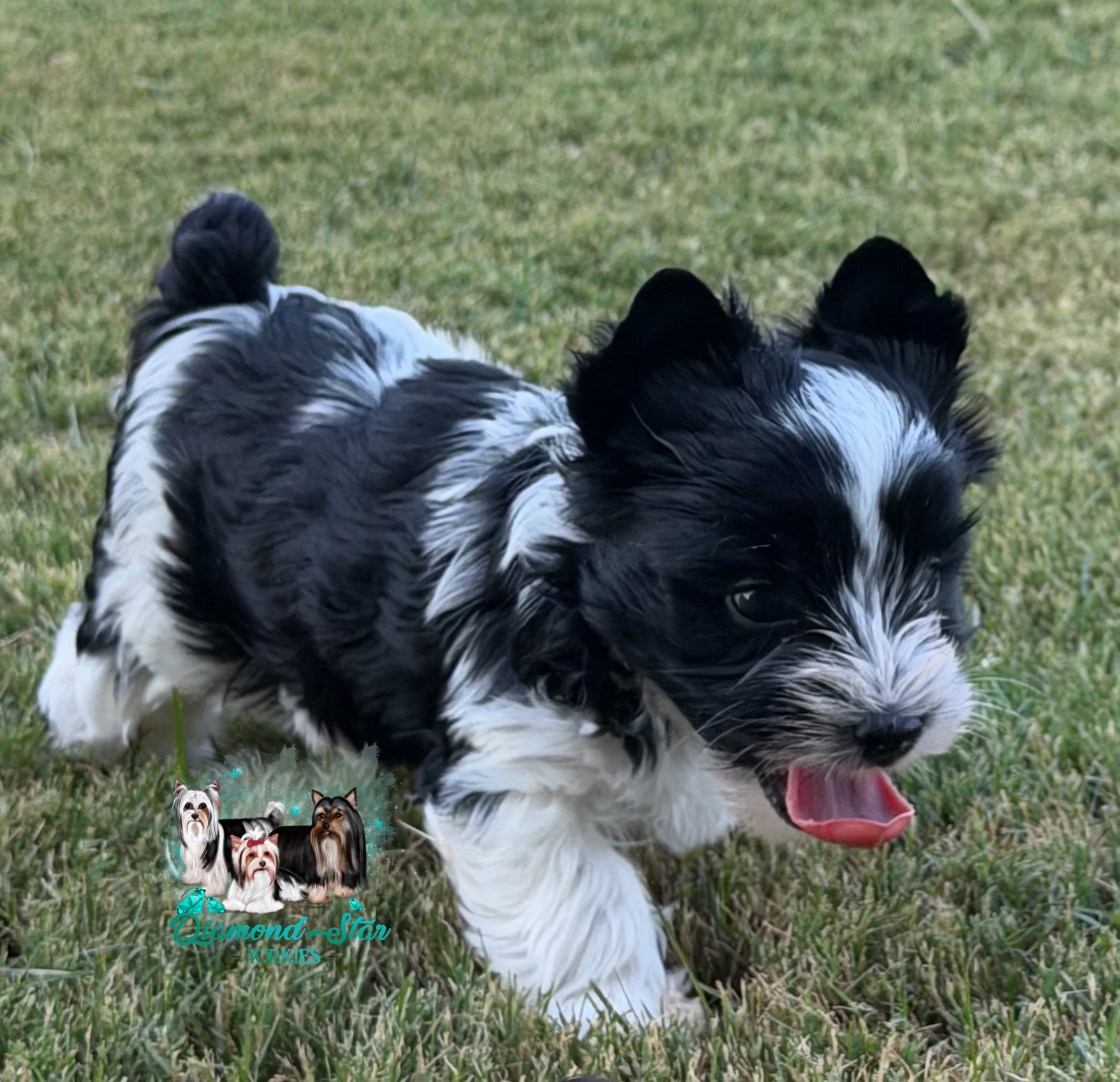 KB Parti, Yorkshire Terrier puppy — photo 2 of 4