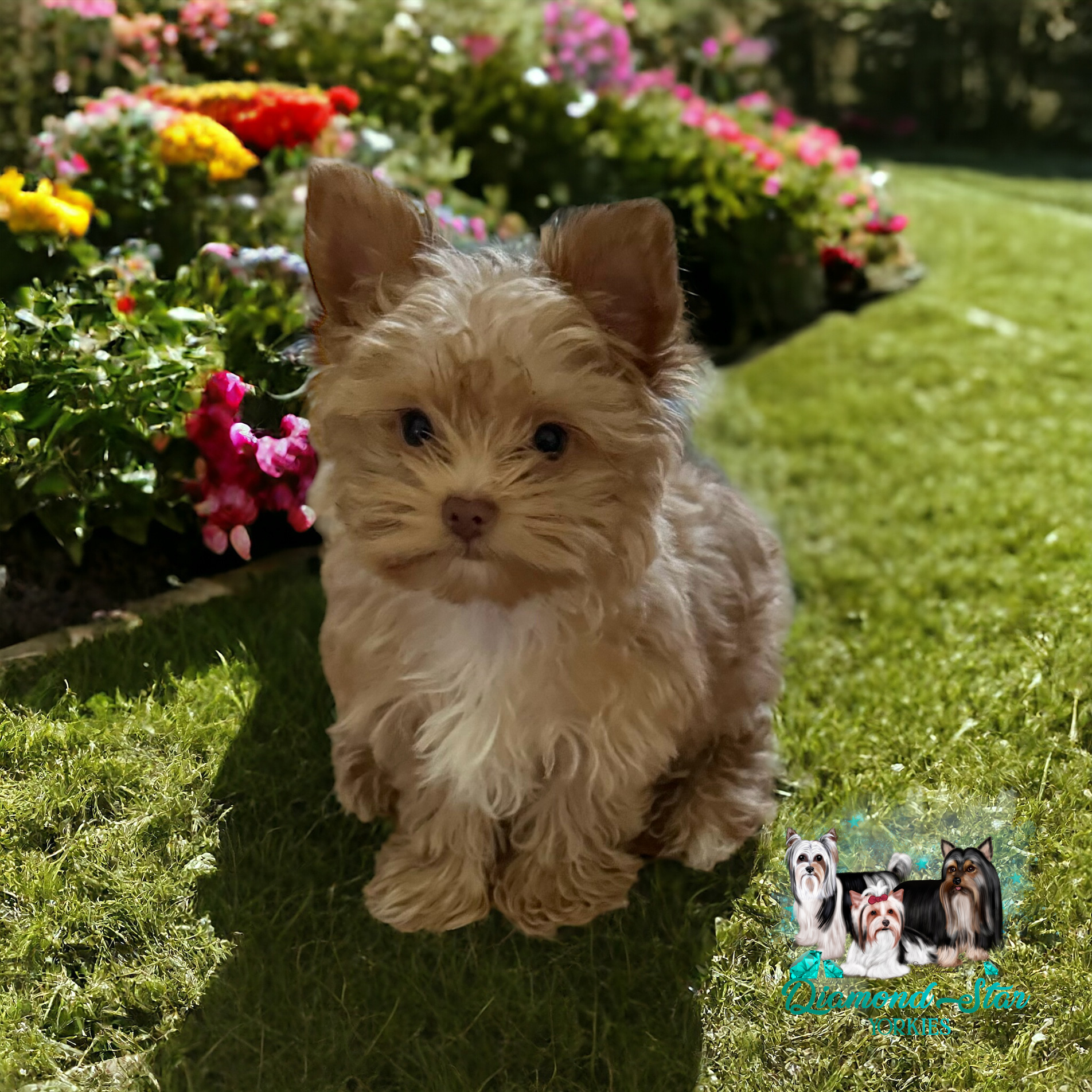 Ramsey, Yorkshire Terrier sire — photo 3 of 3