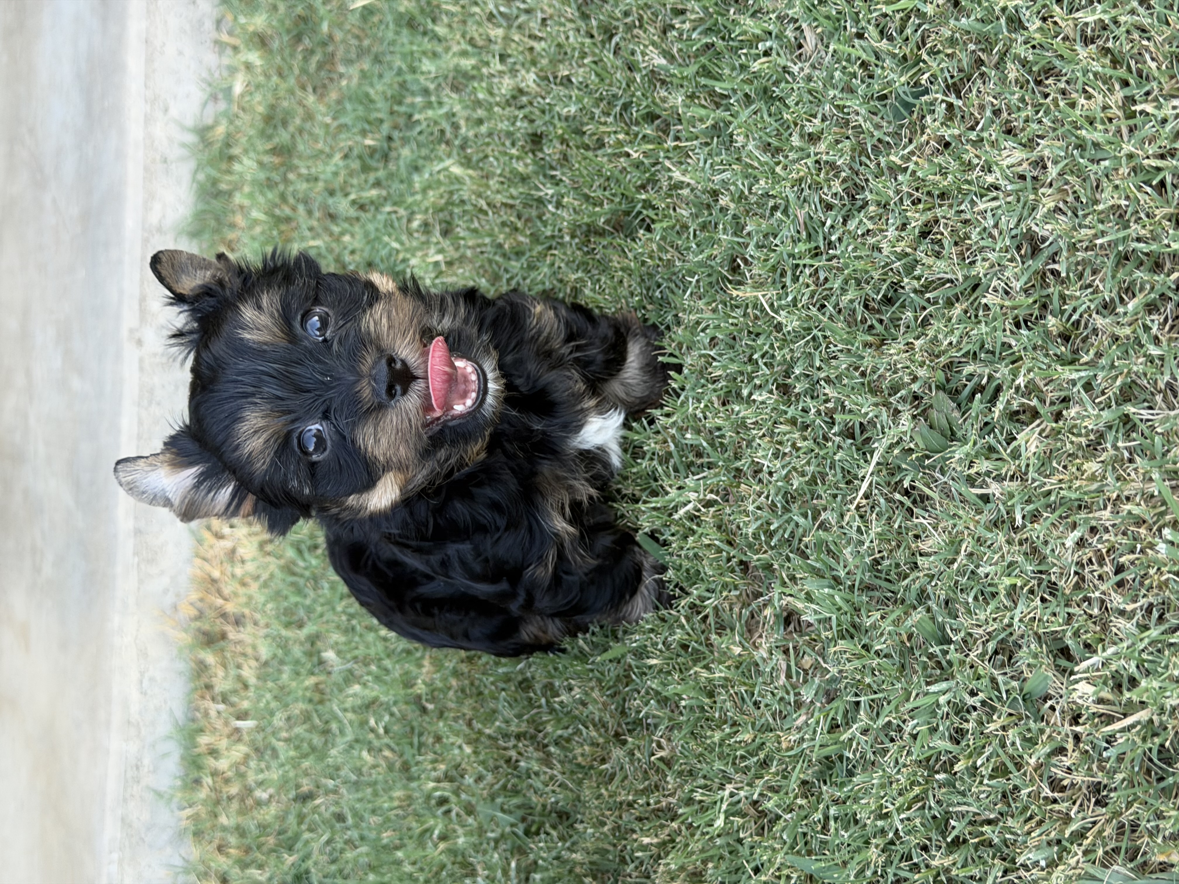 Traditional , Yorkshire Terrier puppy — photo 4 of 5