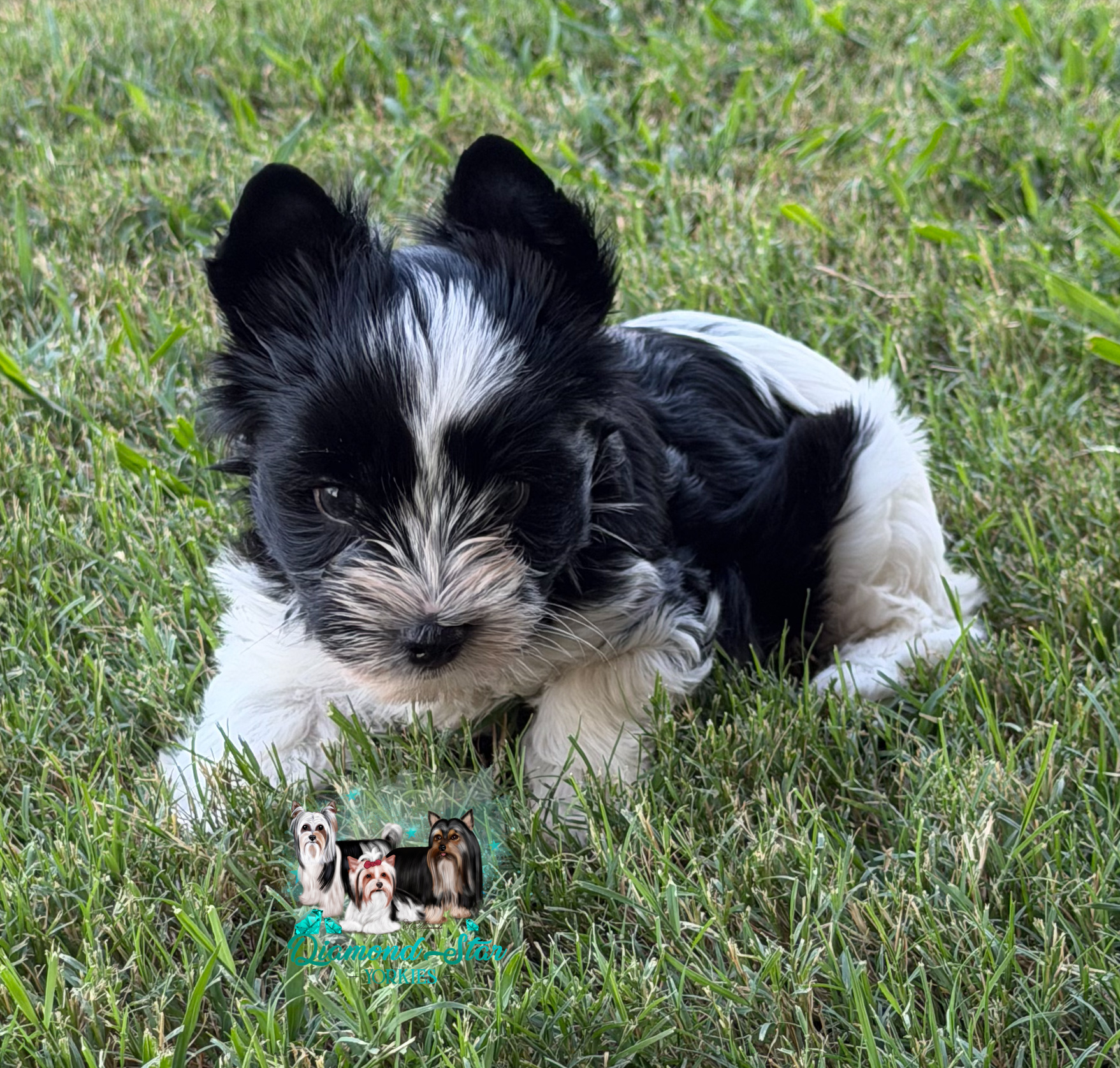 KB Parti, Yorkshire Terrier puppy — photo 3 of 4