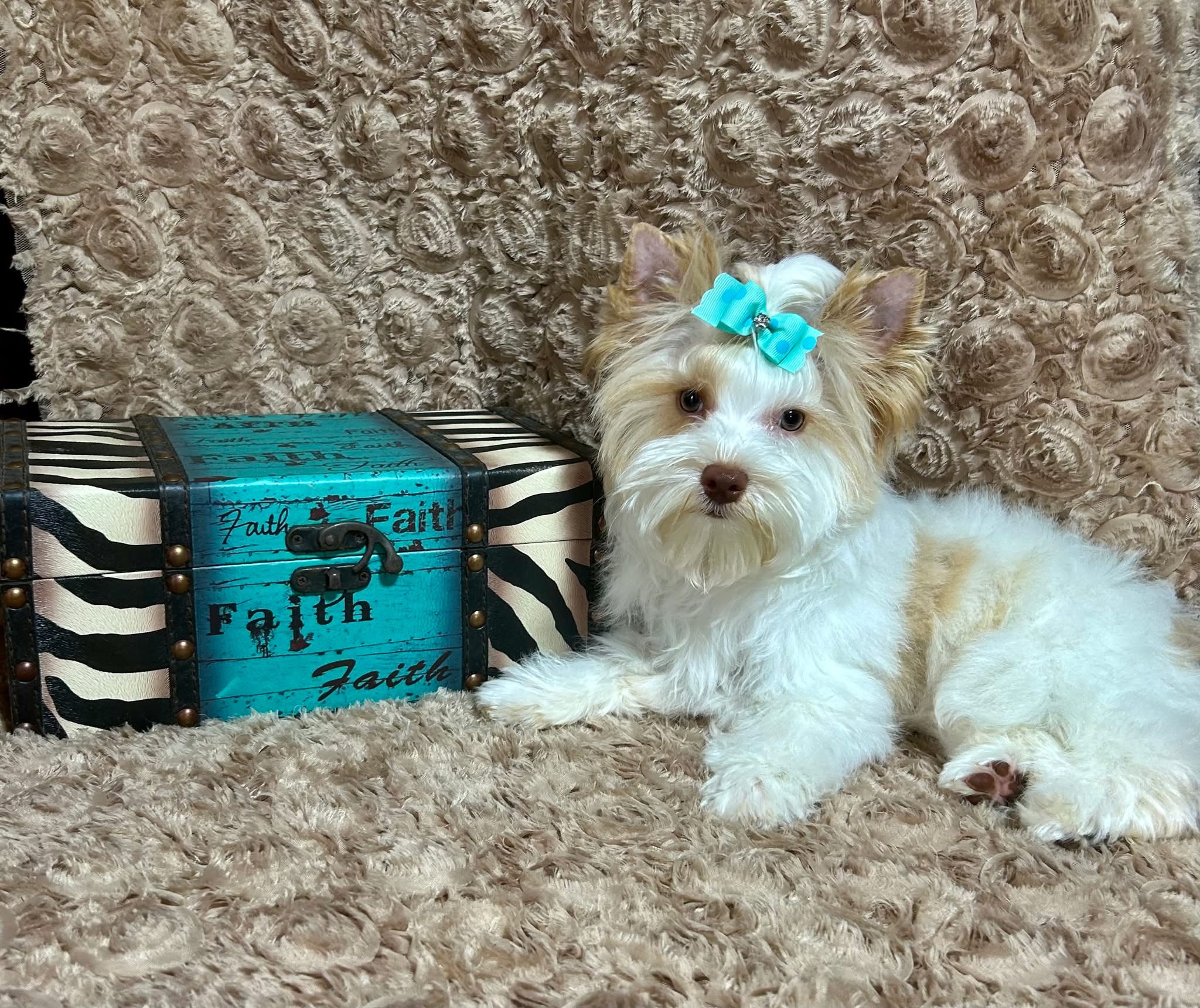 Fendi, Yorkshire Terrier dam — photo 3 of 3