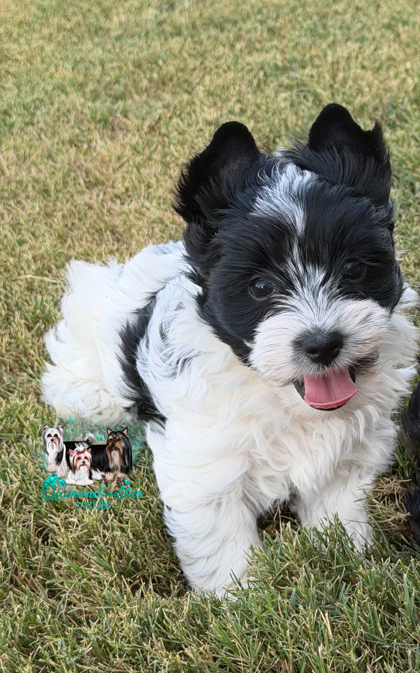 KB Parti, Yorkshire Terrier puppy — photo 3 of 4