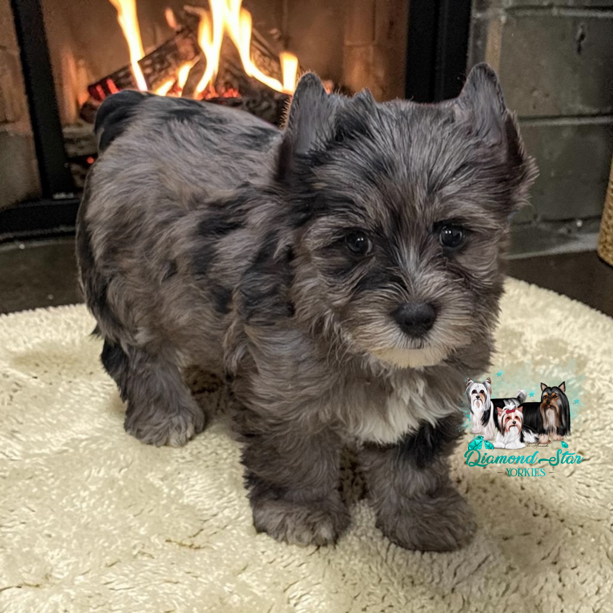Yorkshire Terrier at Diamond Star Yorkies