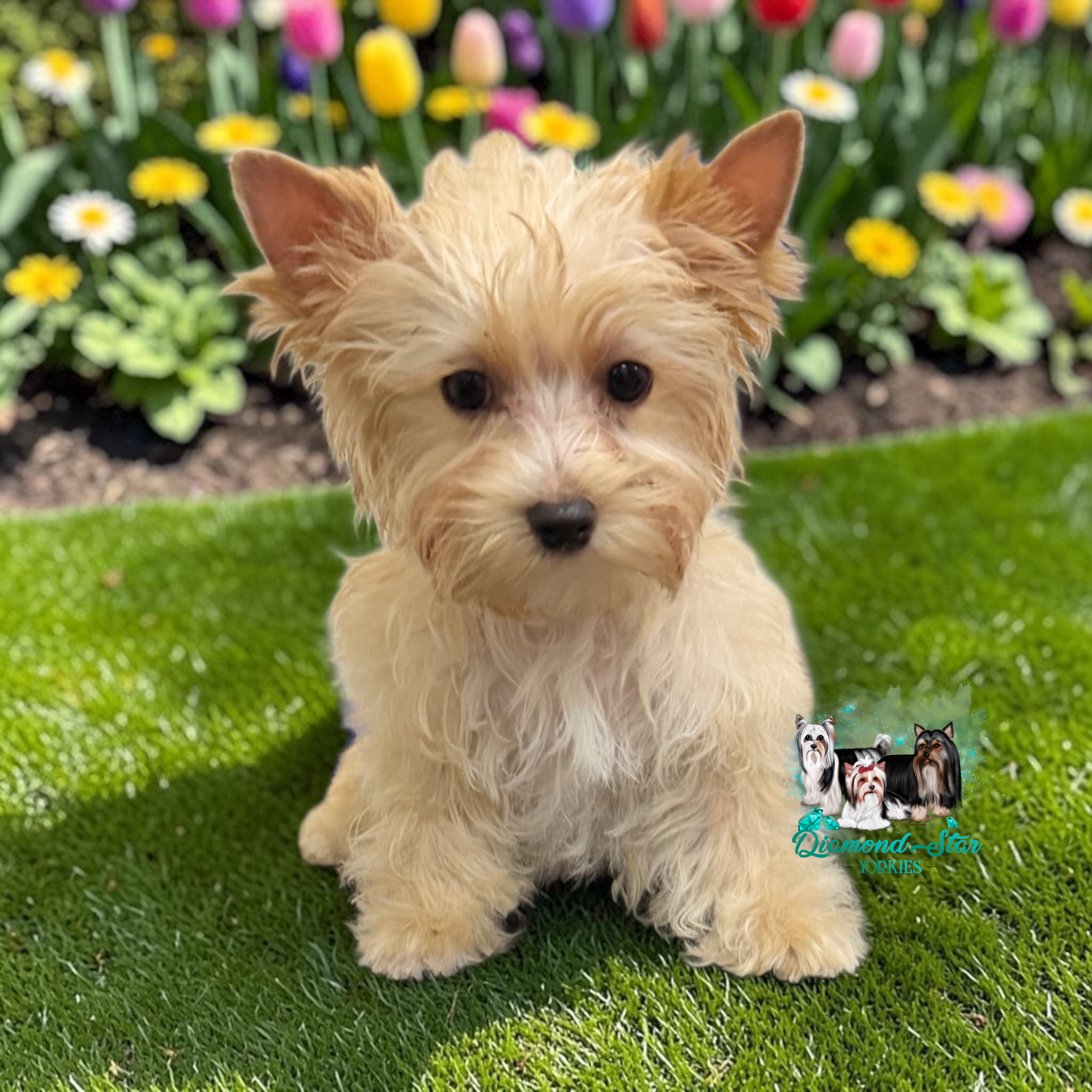 Chicken Nuggets , Yorkshire Terrier puppy — photo 2 of 4