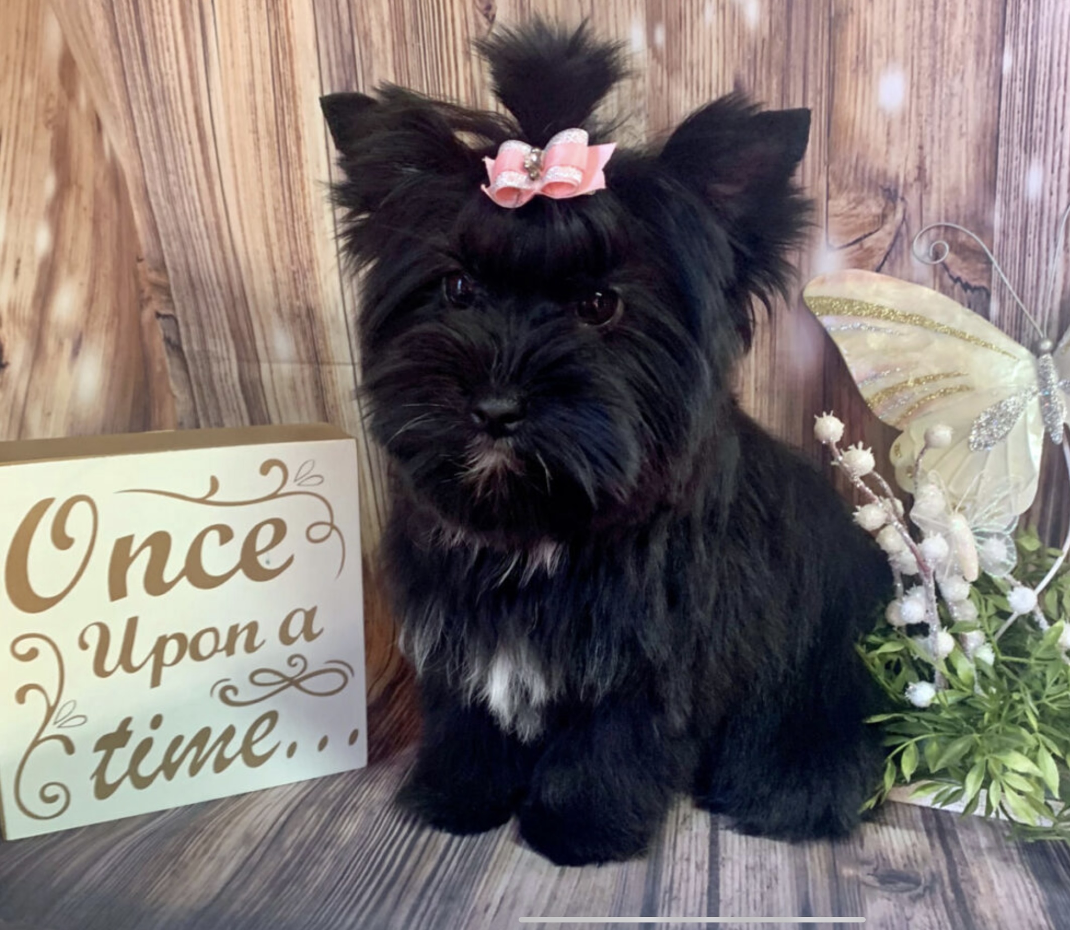 Ebony, Yorkshire Terrier dam — photo 2 of 3
