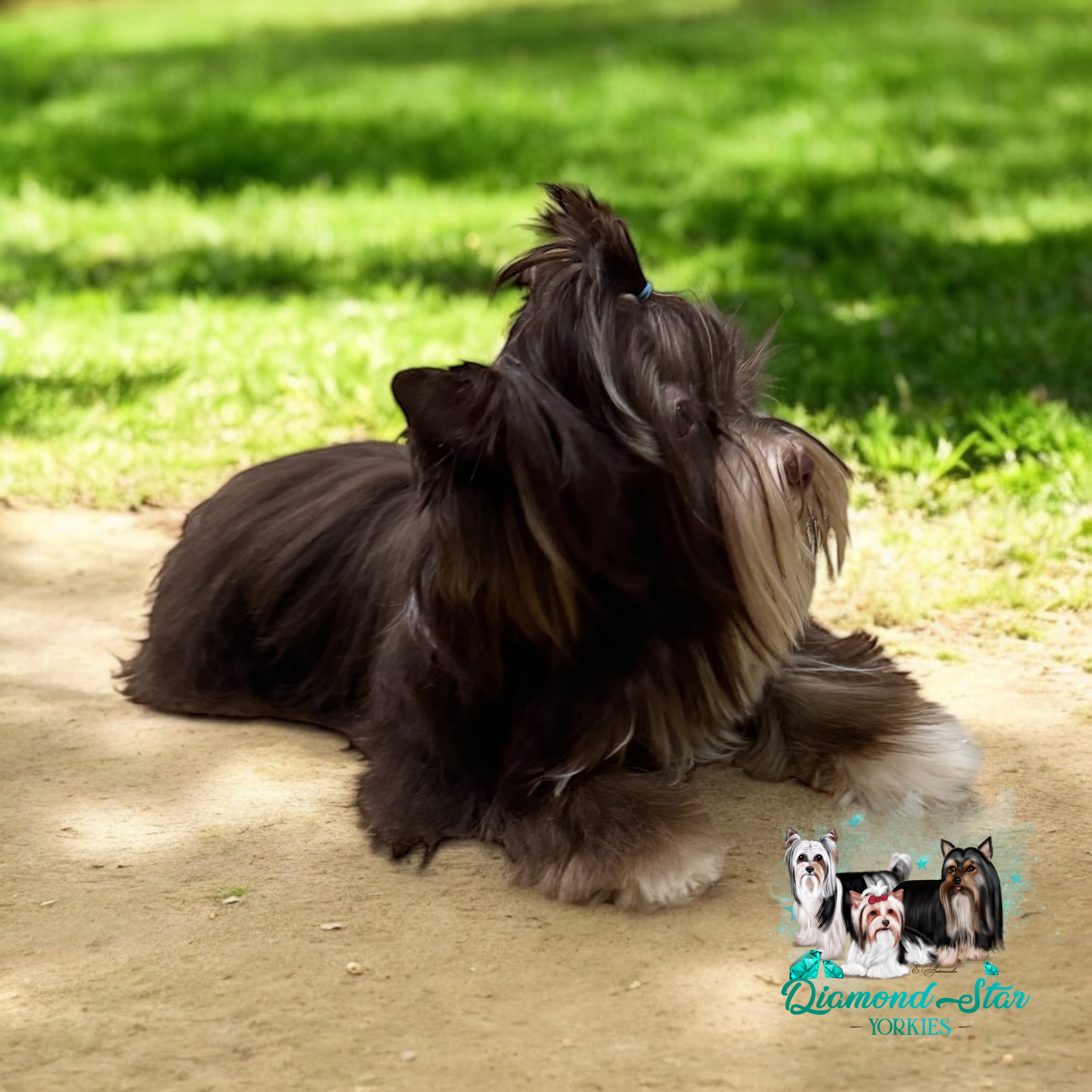 Milo, Yorkshire Terrier sire — photo 3 of 3