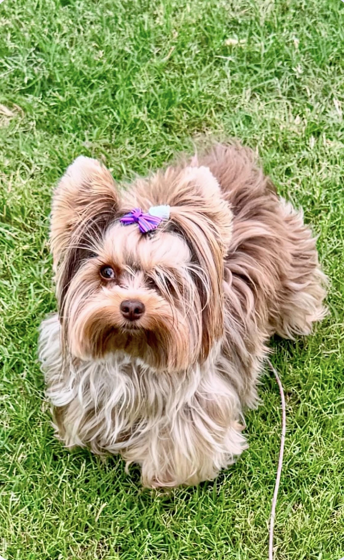 Yorkshire Terrier at Diamond Star Yorkies