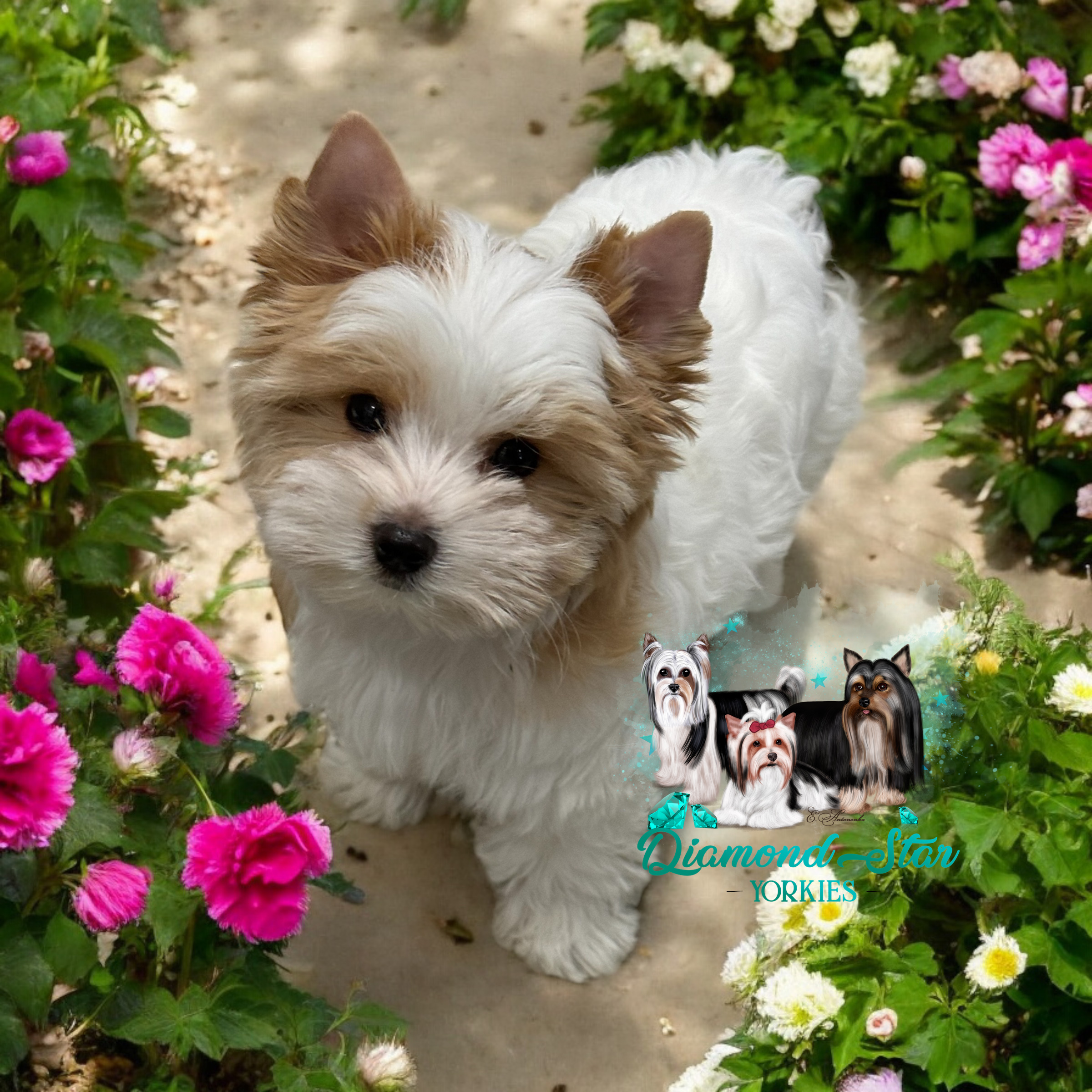 Yorkshire Terrier at Diamond Star Yorkies
