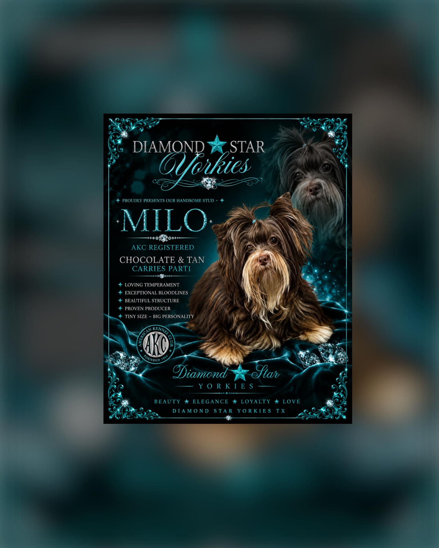 Milo, Yorkshire Terrier sire — photo 1 of 3