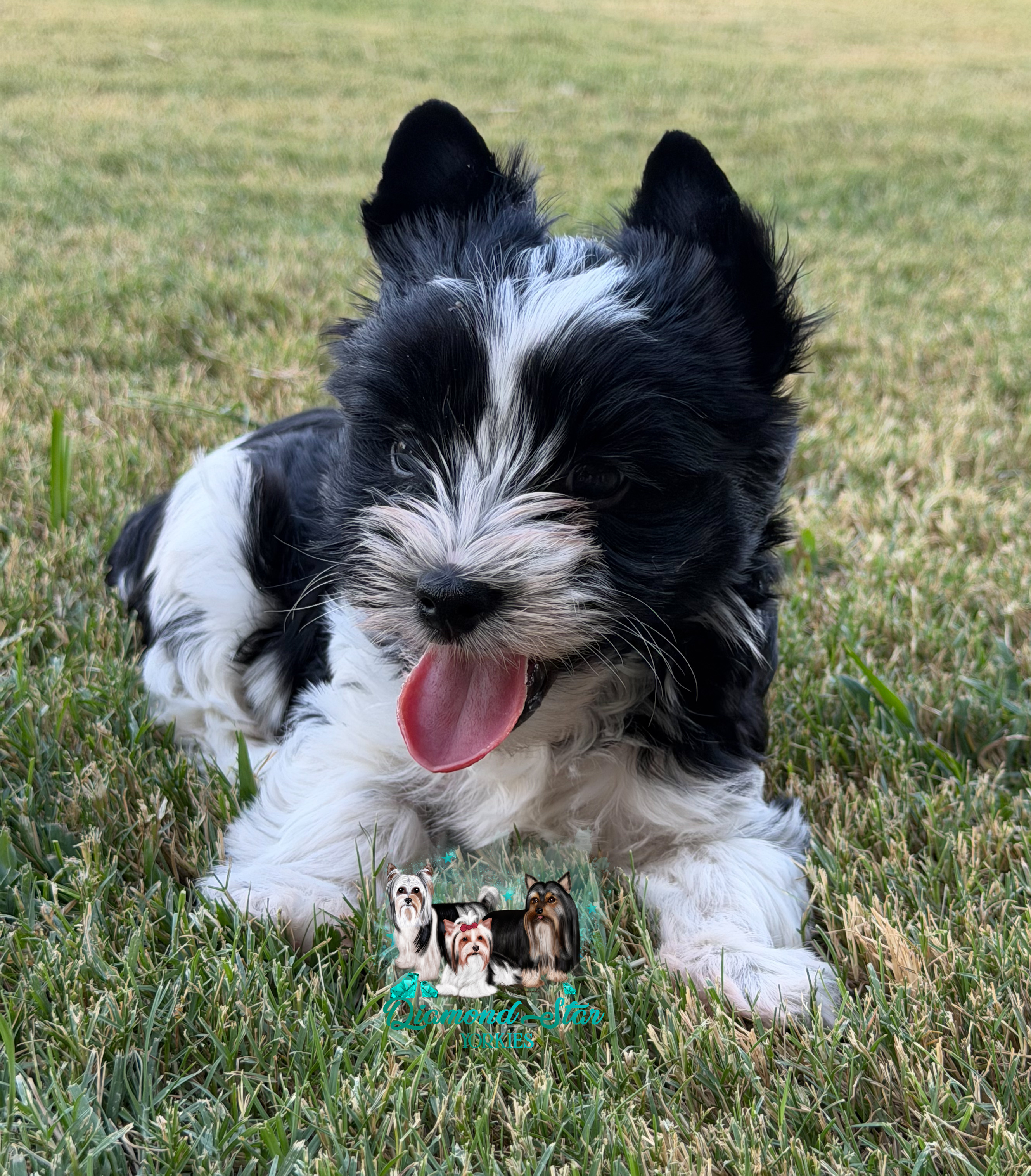KB Parti, Yorkshire Terrier puppy — photo 1 of 4