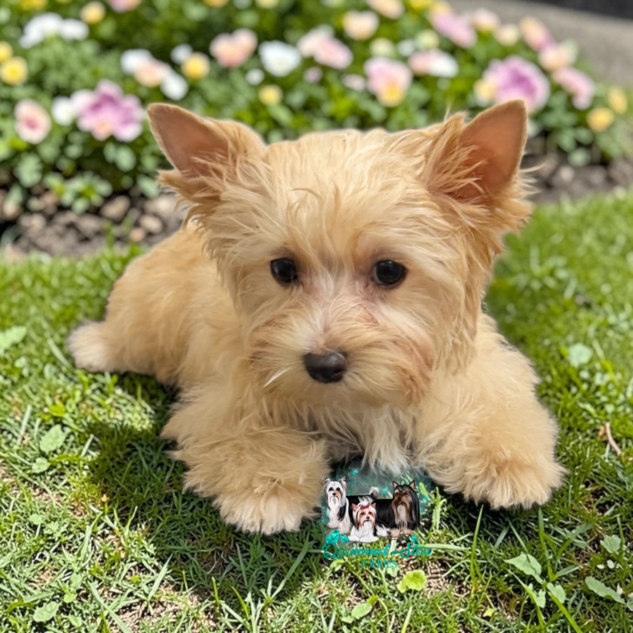 Chicken Nuggets , Yorkshire Terrier puppy — photo 4 of 4