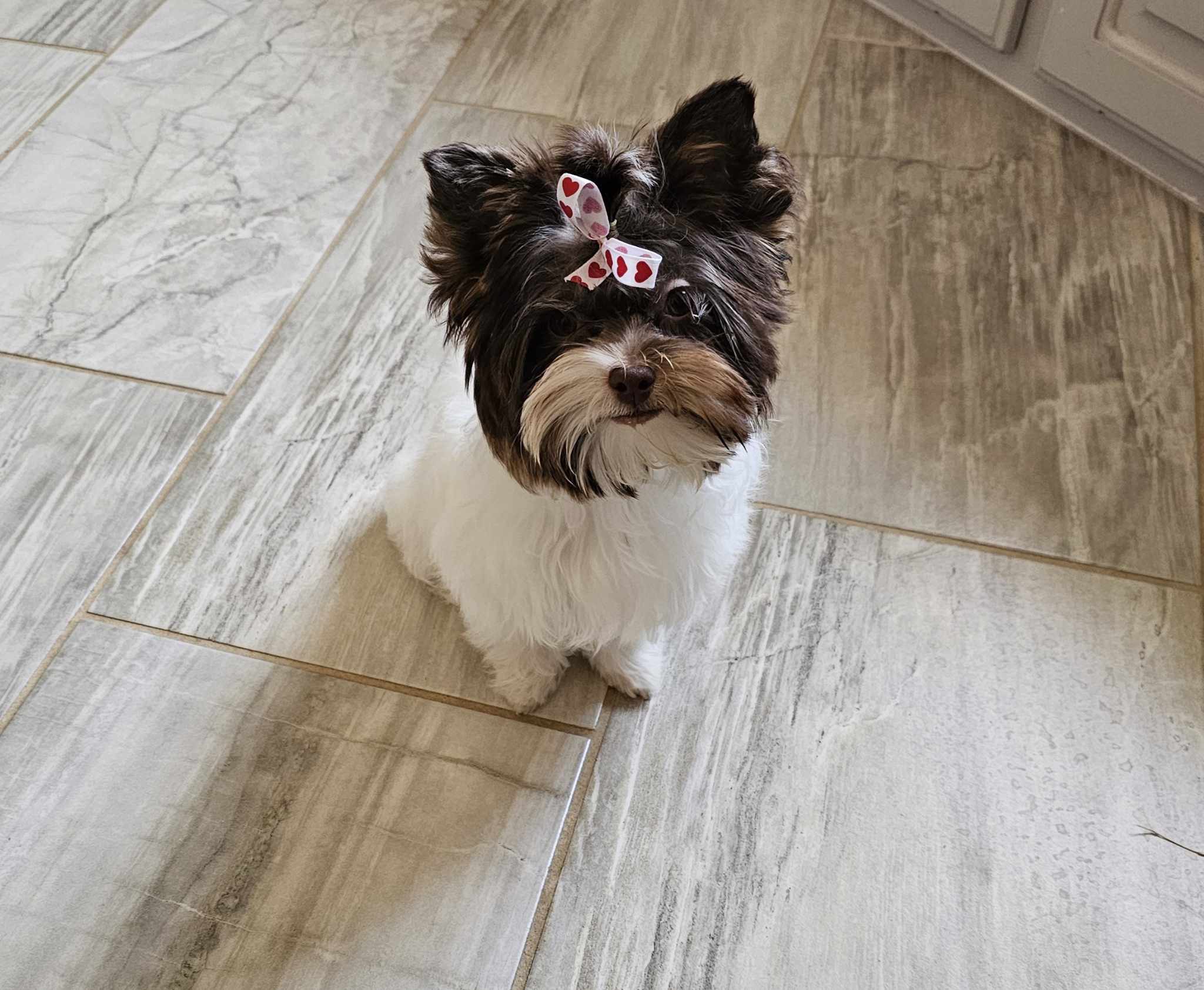 Yorkshire Terrier at Diamond Star Yorkies