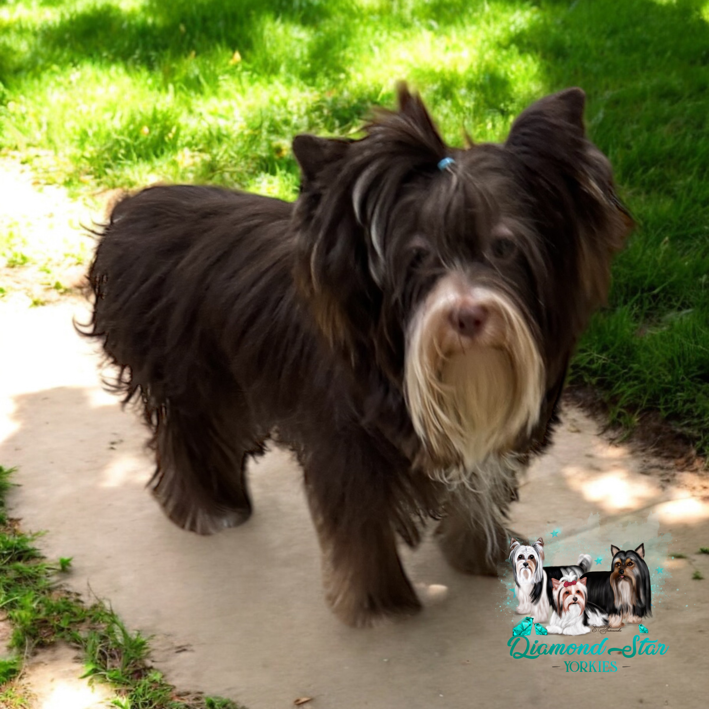 Milo, Yorkshire Terrier sire — photo 2 of 3