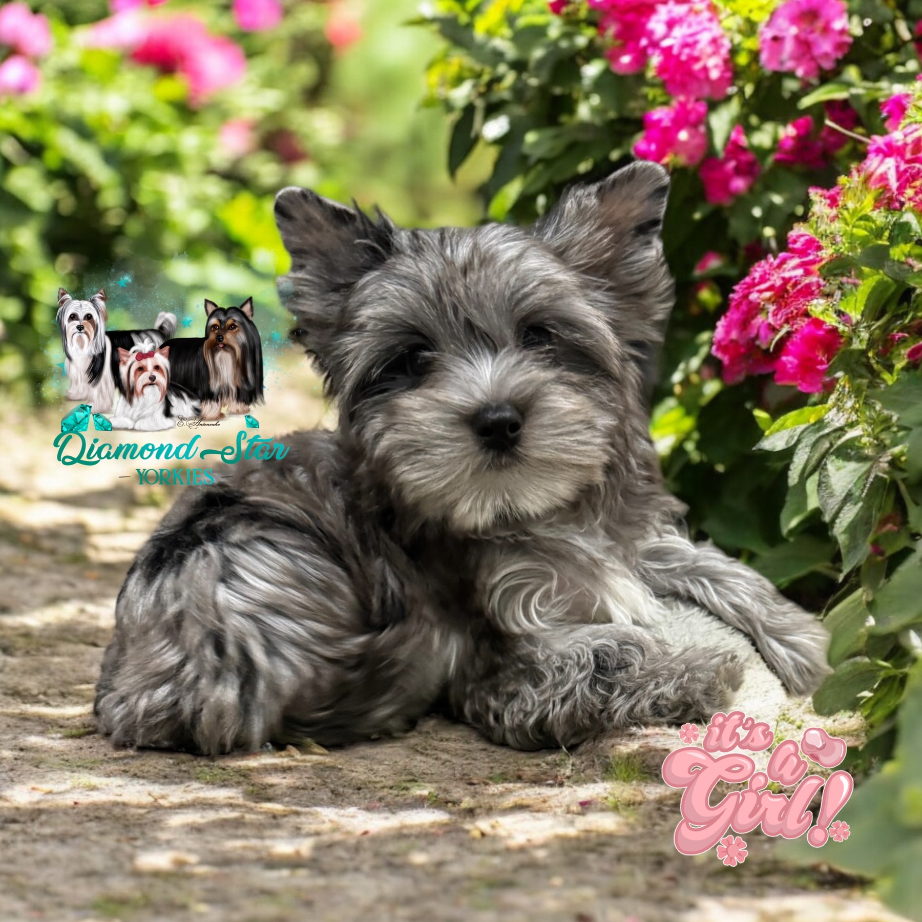 Yorkshire Terrier at Diamond Star Yorkies