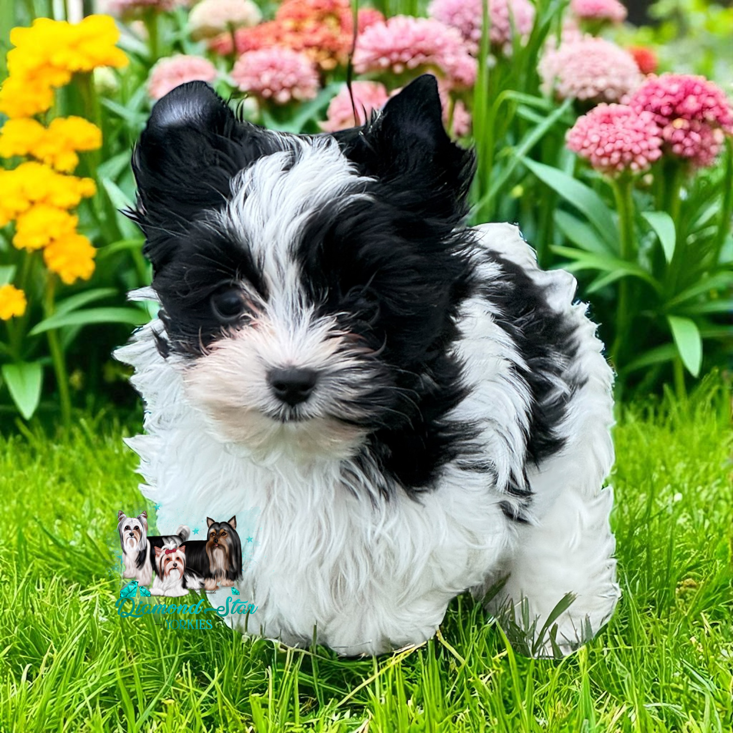 Yorkshire Terrier at Diamond Star Yorkies