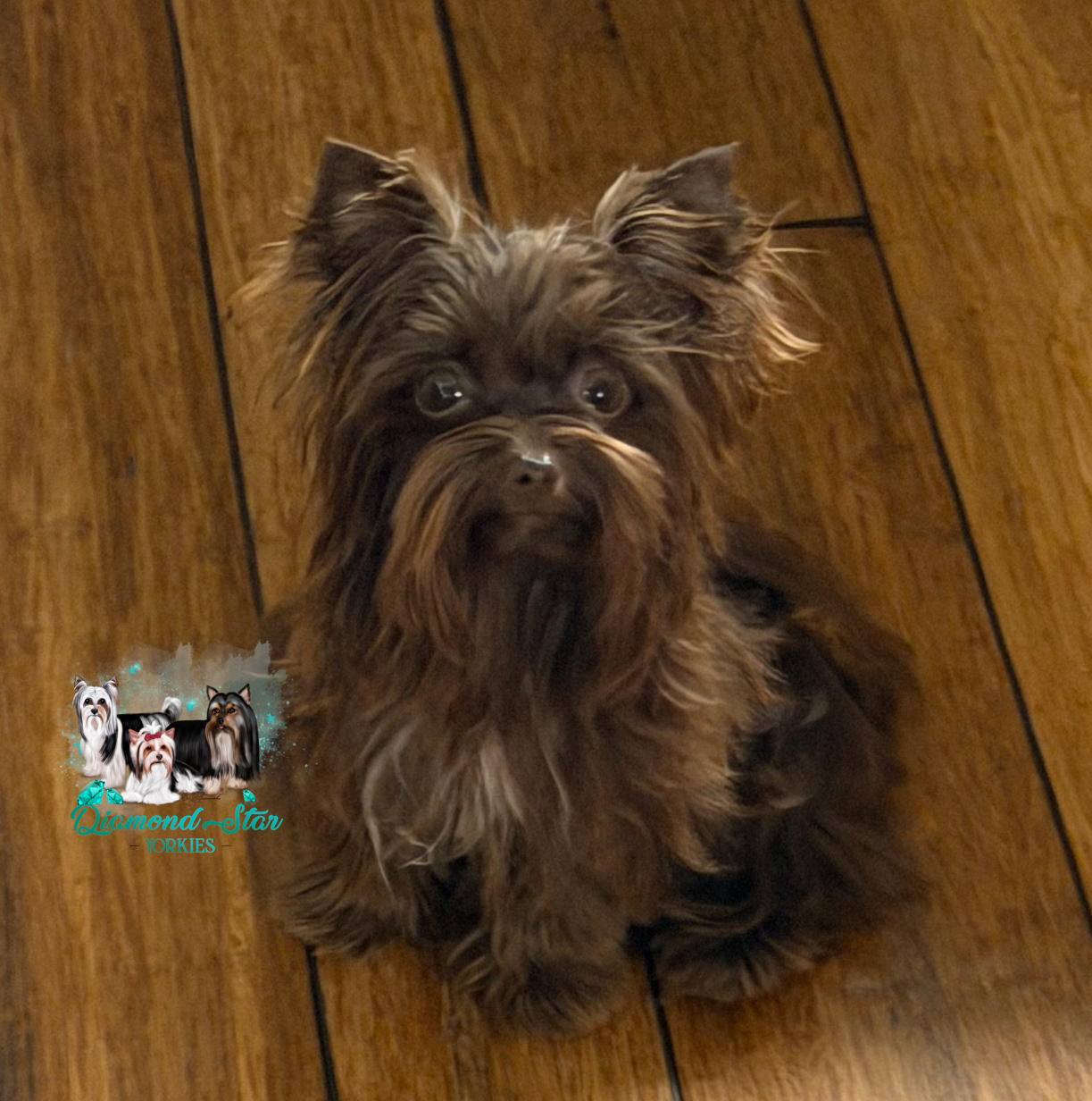 Yorkshire Terrier at Diamond Star Yorkies