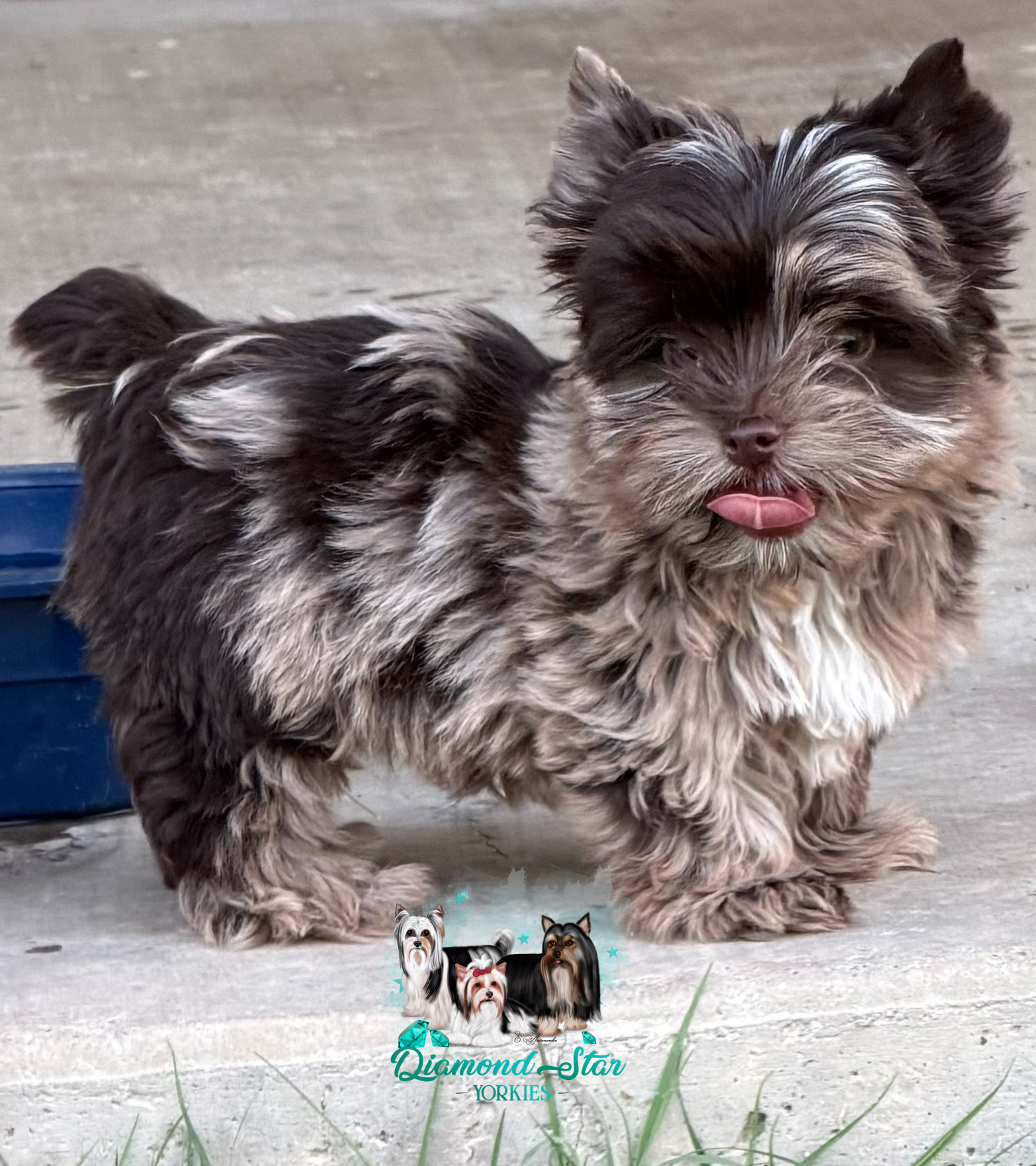 Yorkshire Terrier at Diamond Star Yorkies
