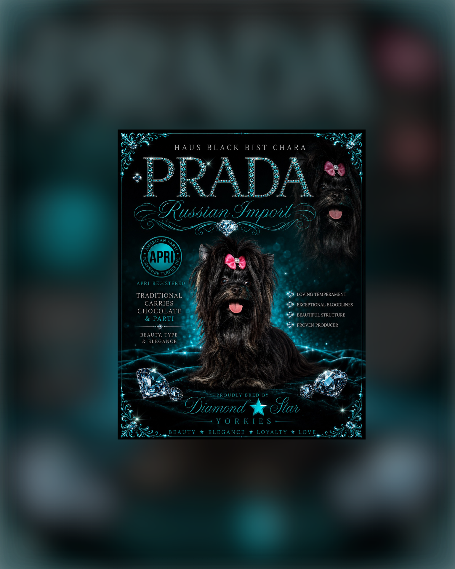 Prada, Yorkshire Terrier dam — photo 1 of 4
