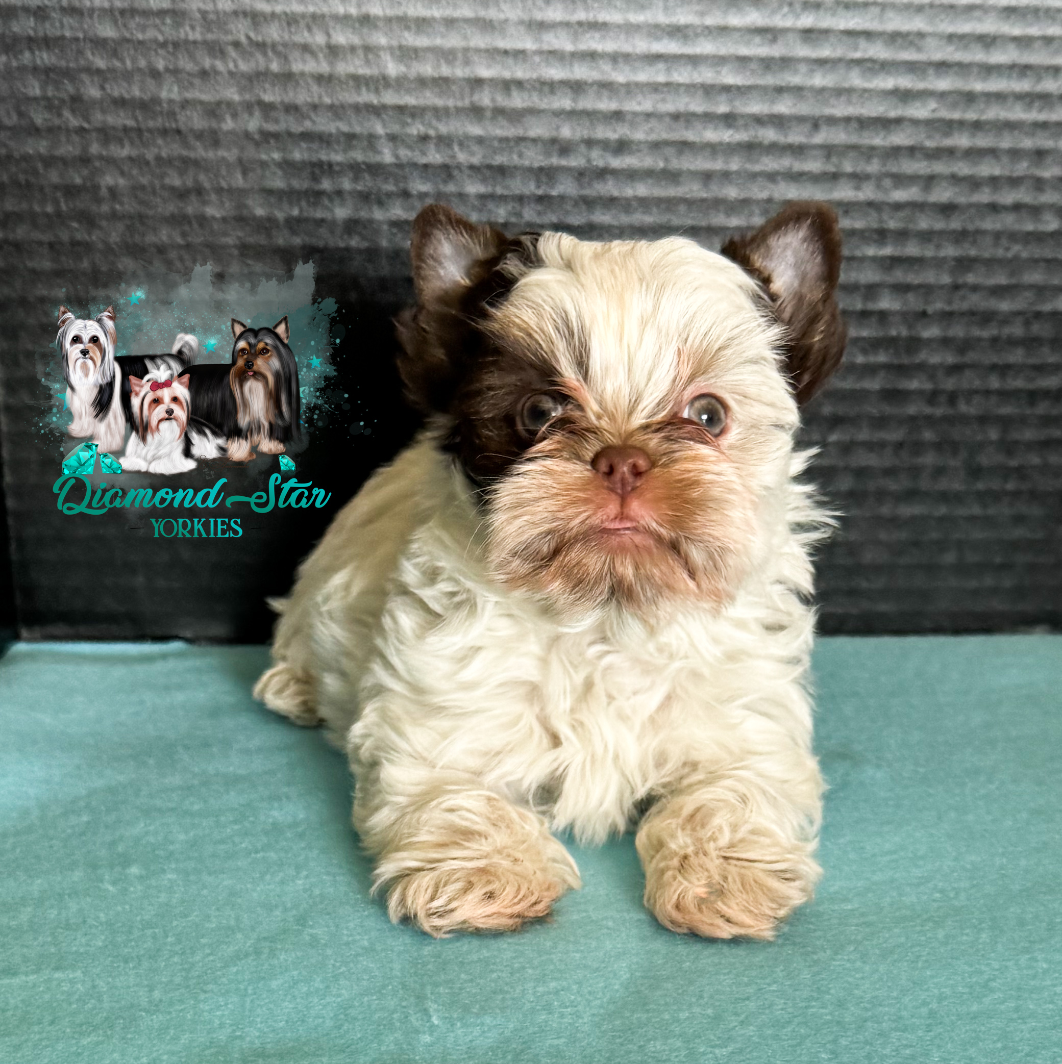 Yorkshire Terrier at Diamond Star Yorkies