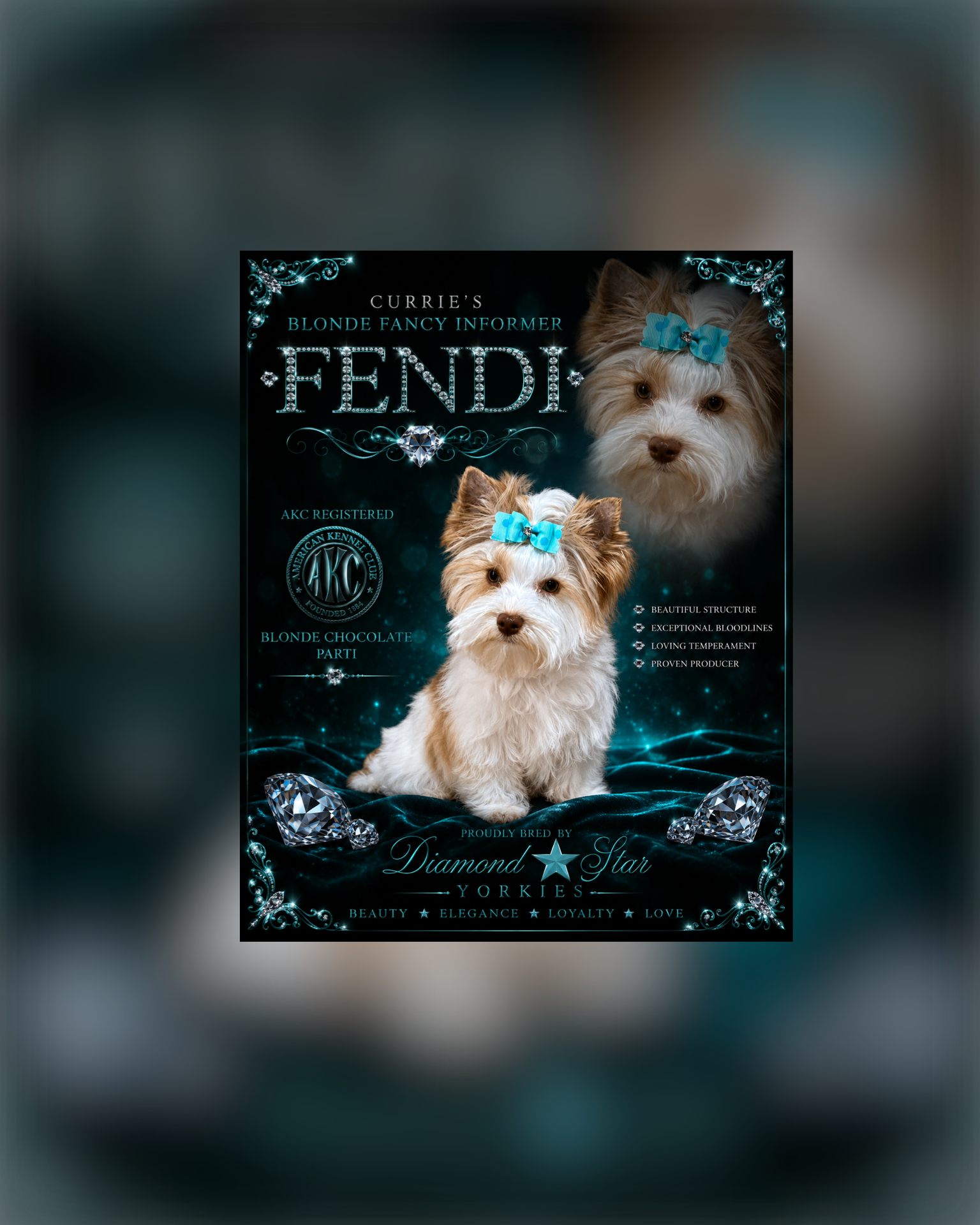 Fendi, Yorkshire Terrier dam — photo 1 of 3