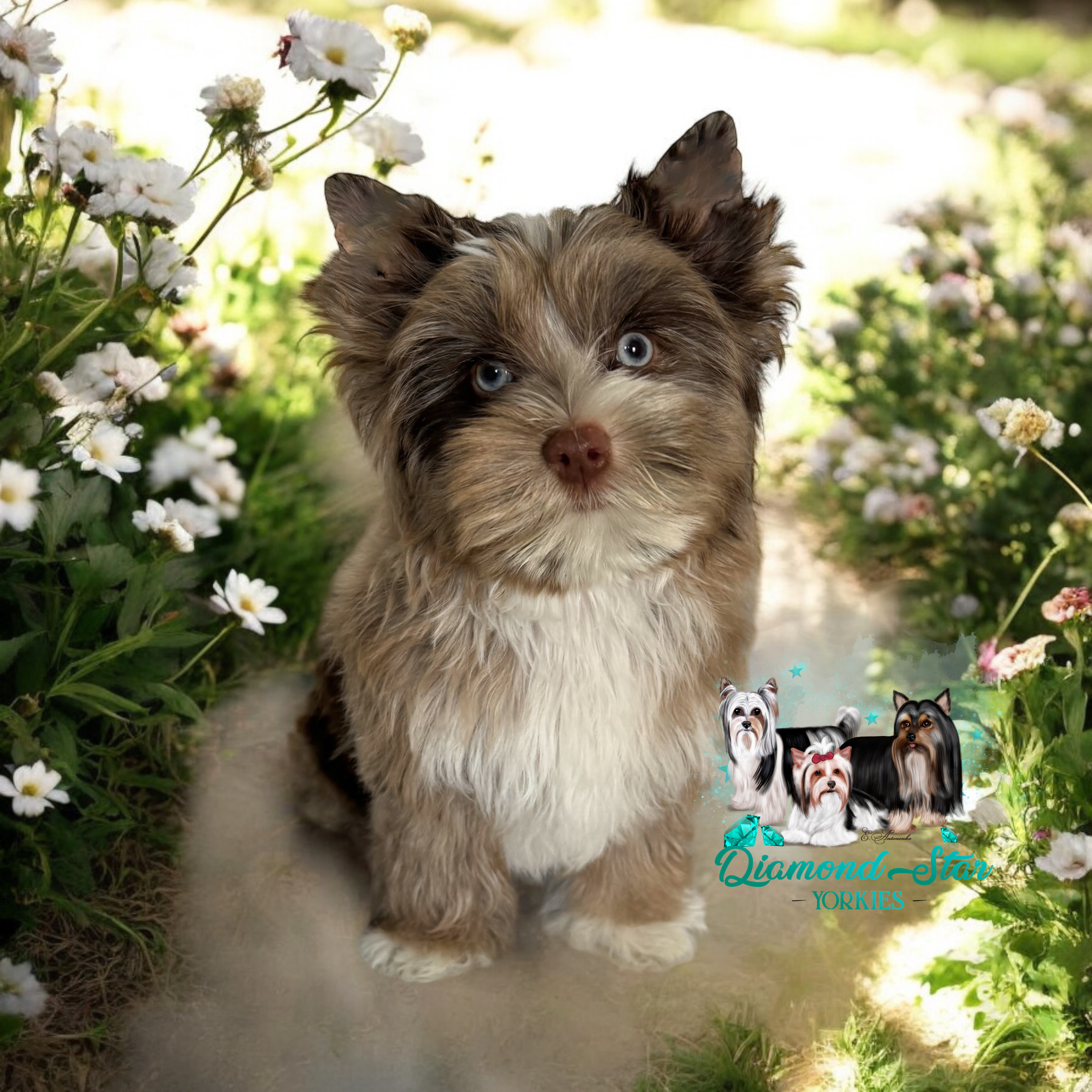 Yorkshire Terrier at Diamond Star Yorkies