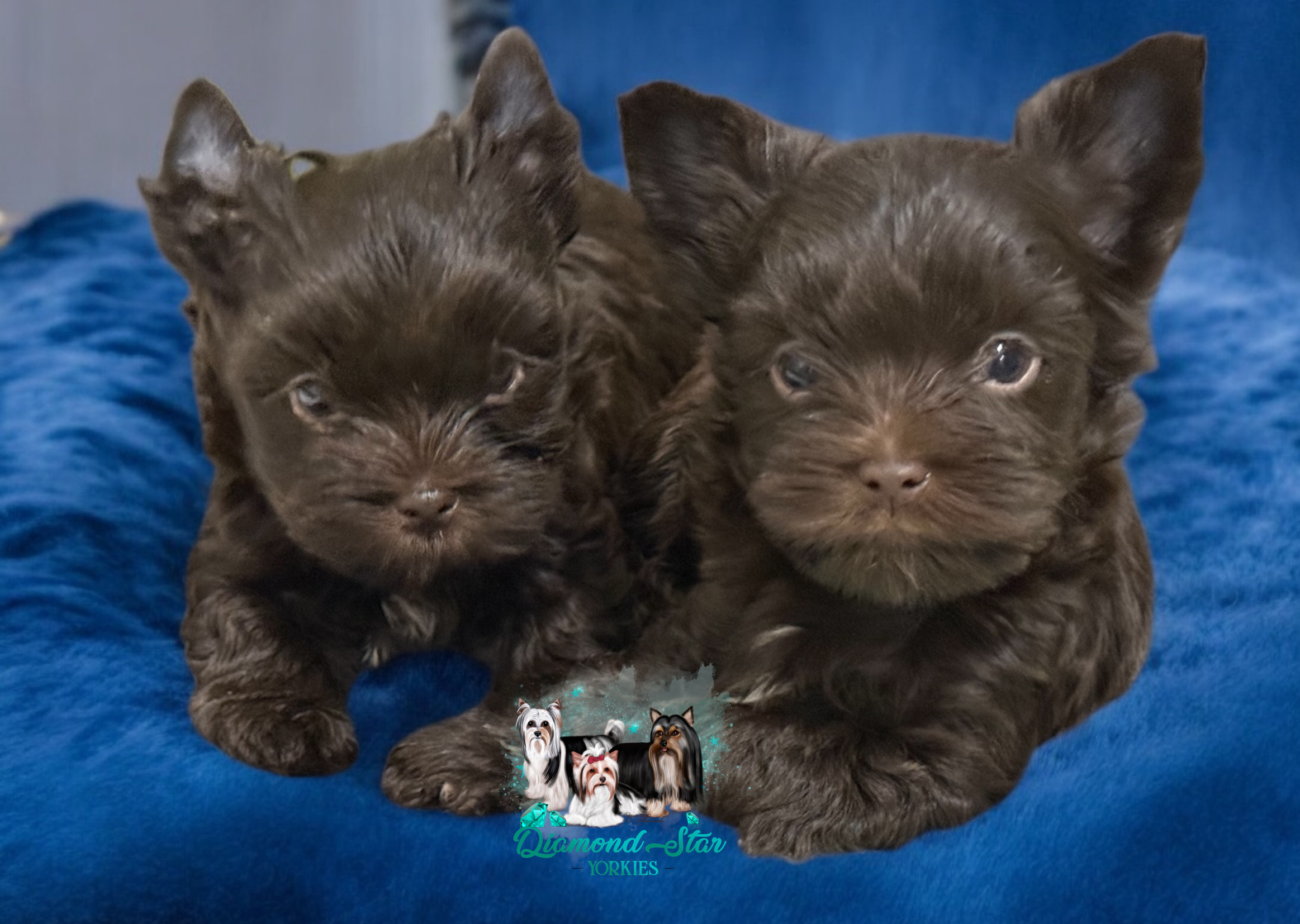 Yorkshire Terrier at Diamond Star Yorkies