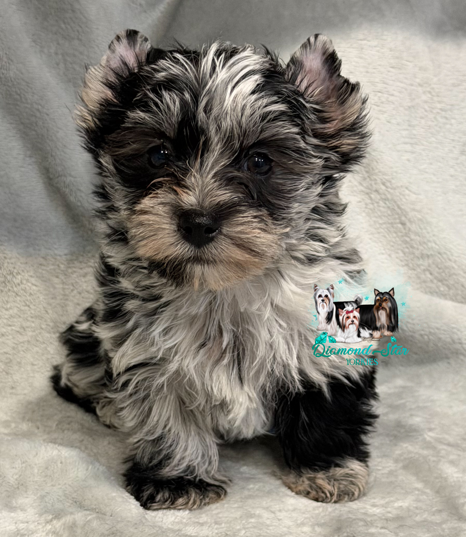 Yorkshire Terrier at Diamond Star Yorkies