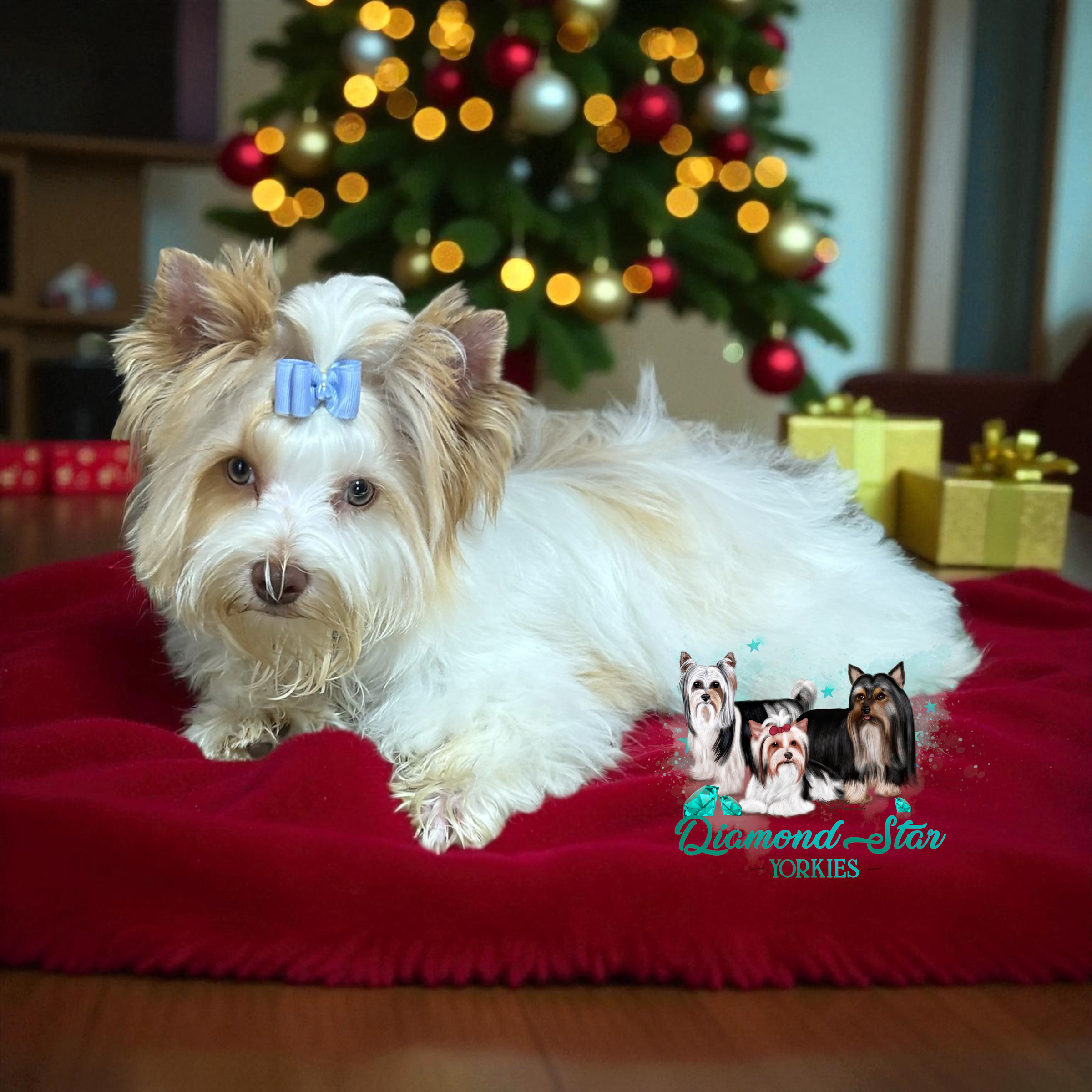 Fendi, Yorkshire Terrier dam — photo 2 of 3