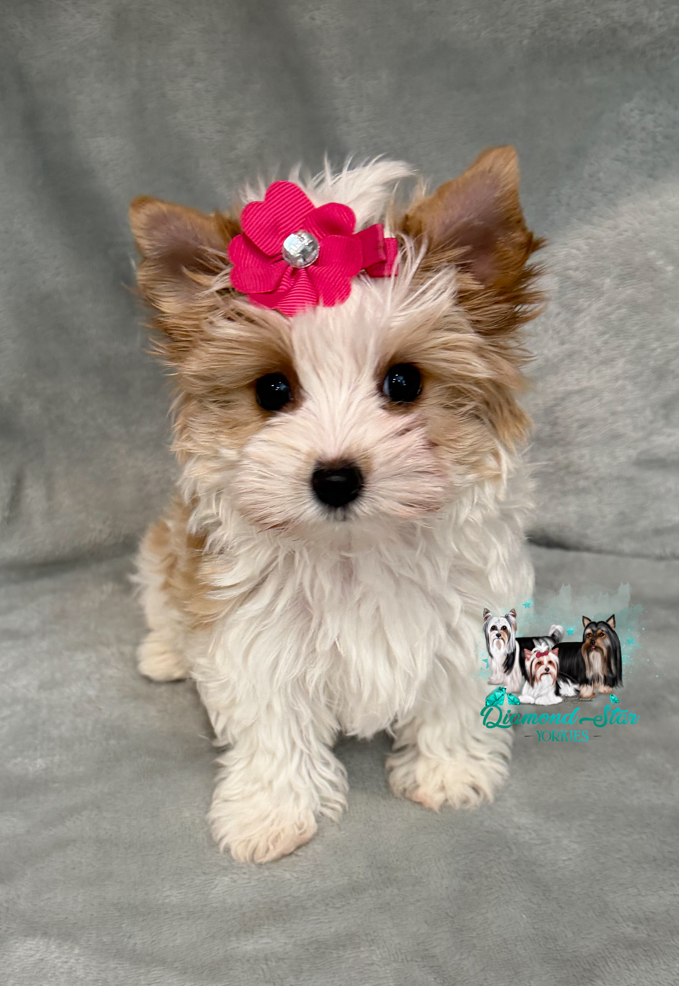 Yorkshire Terrier at Diamond Star Yorkies