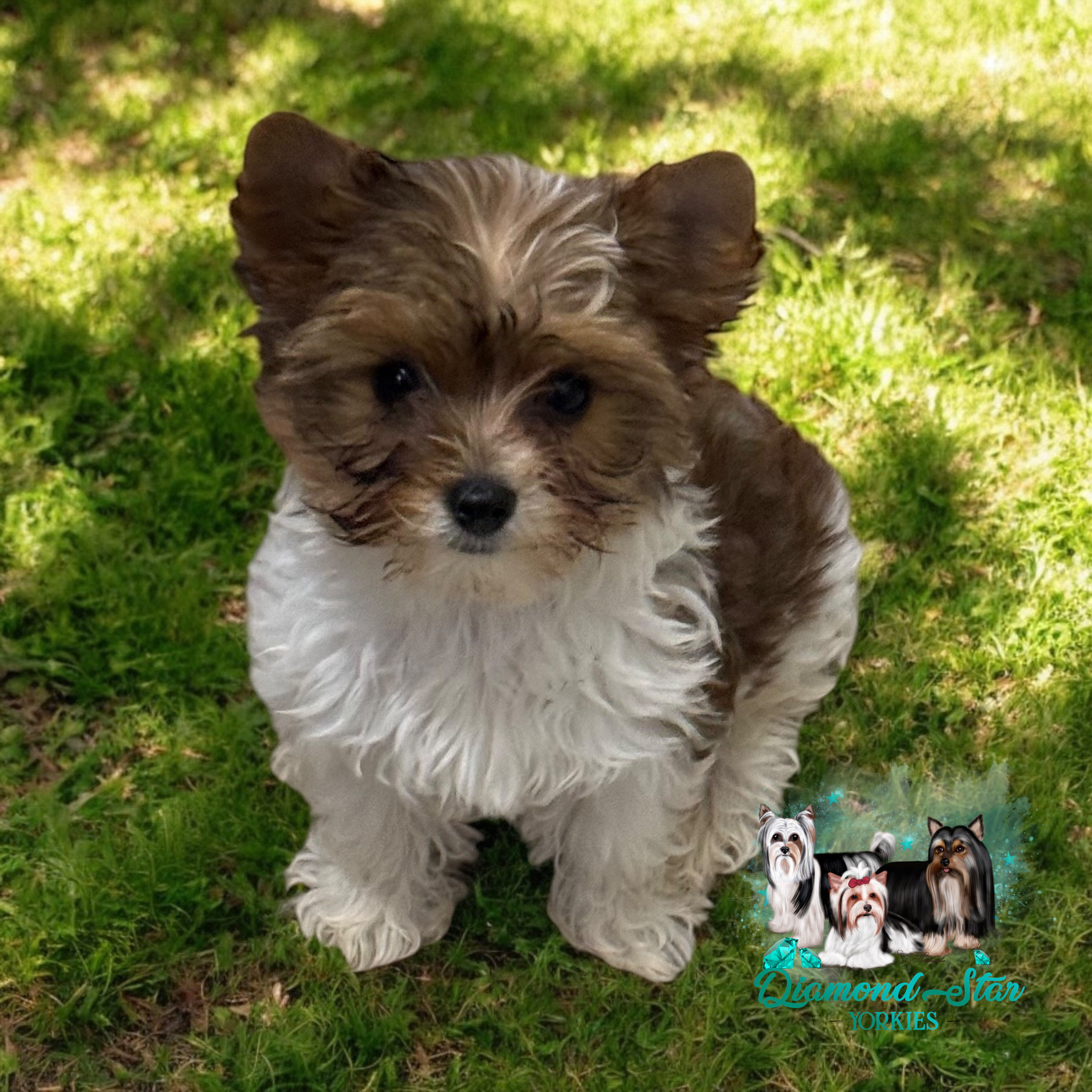 Yorkshire Terrier at Diamond Star Yorkies