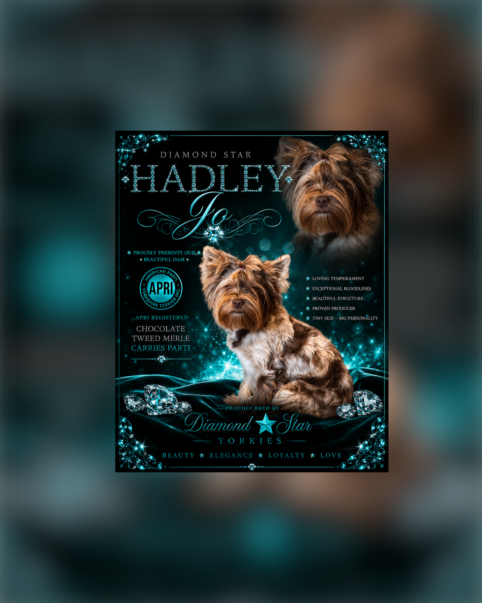 Hadley Jo, Yorkshire Terrier dam — photo 1 of 4