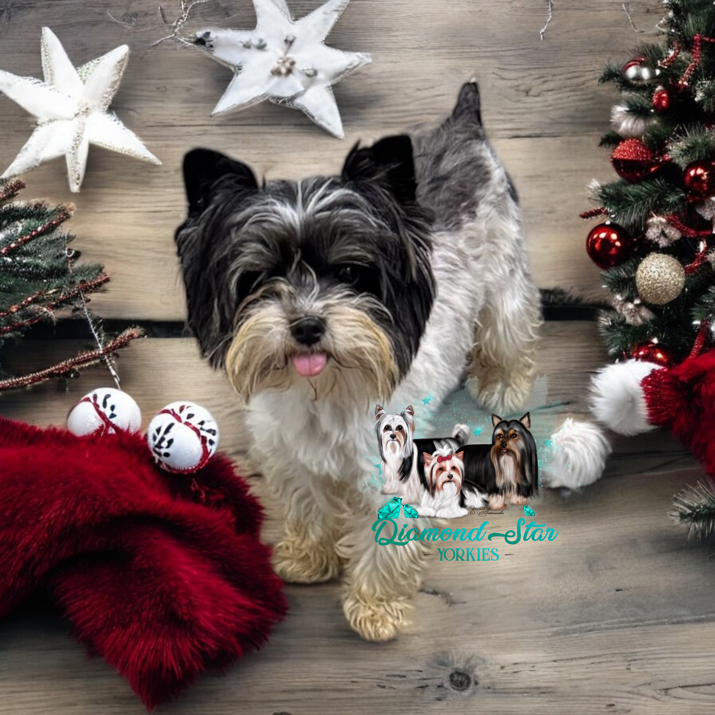 Yorkshire Terrier at Diamond Star Yorkies