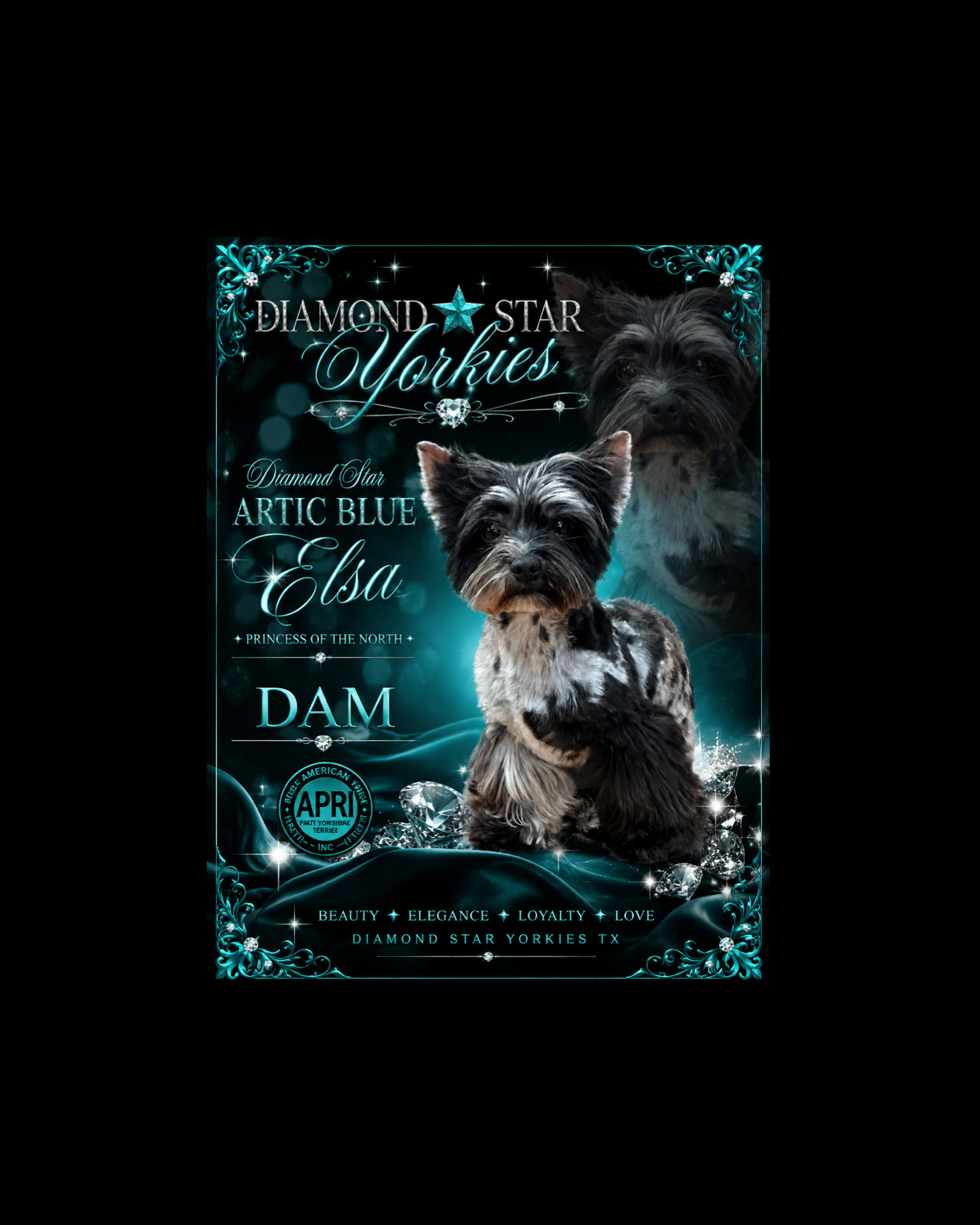 Elsa, Yorkshire Terrier dam — photo 1 of 8