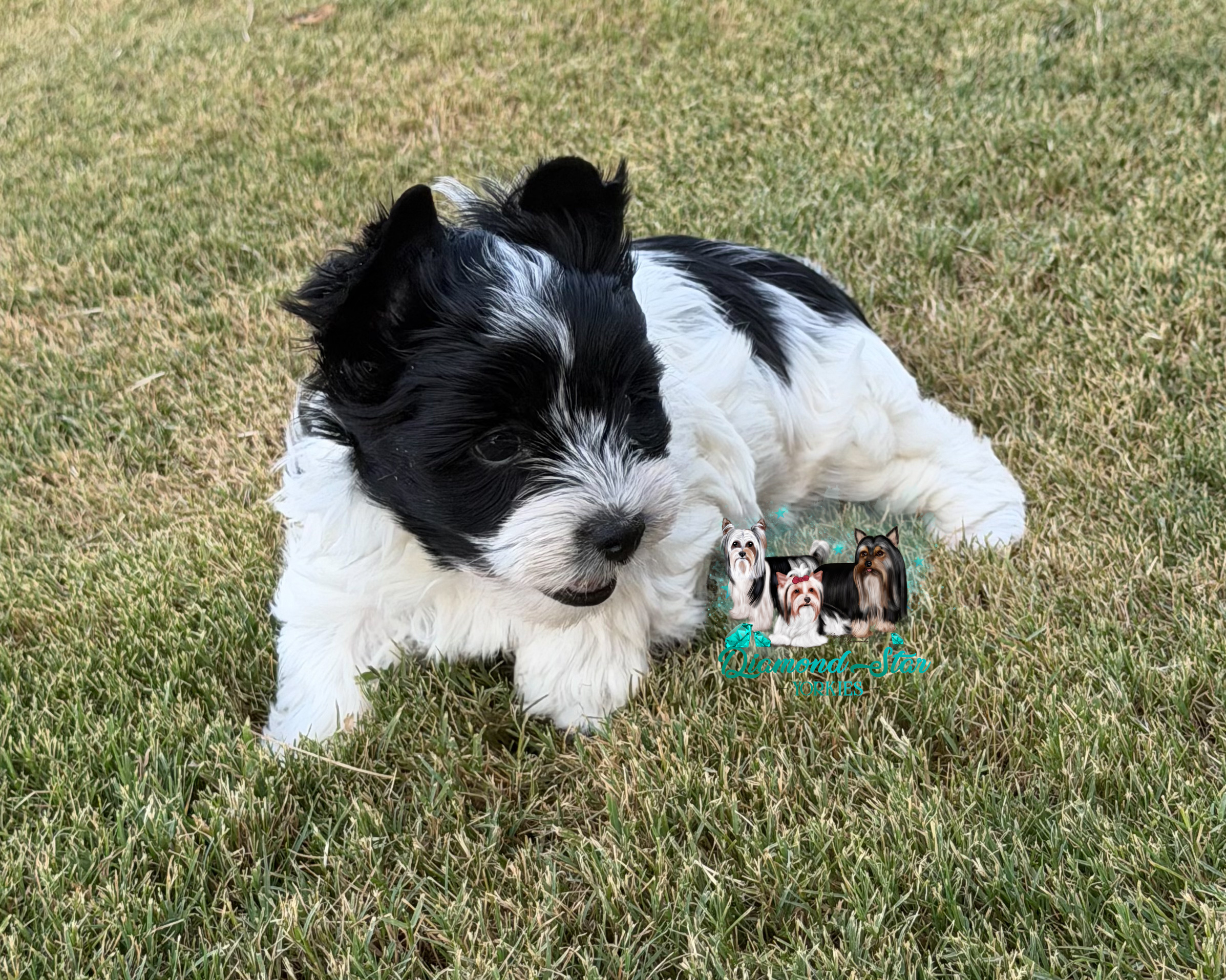 KB Parti, Yorkshire Terrier puppy — photo 4 of 4