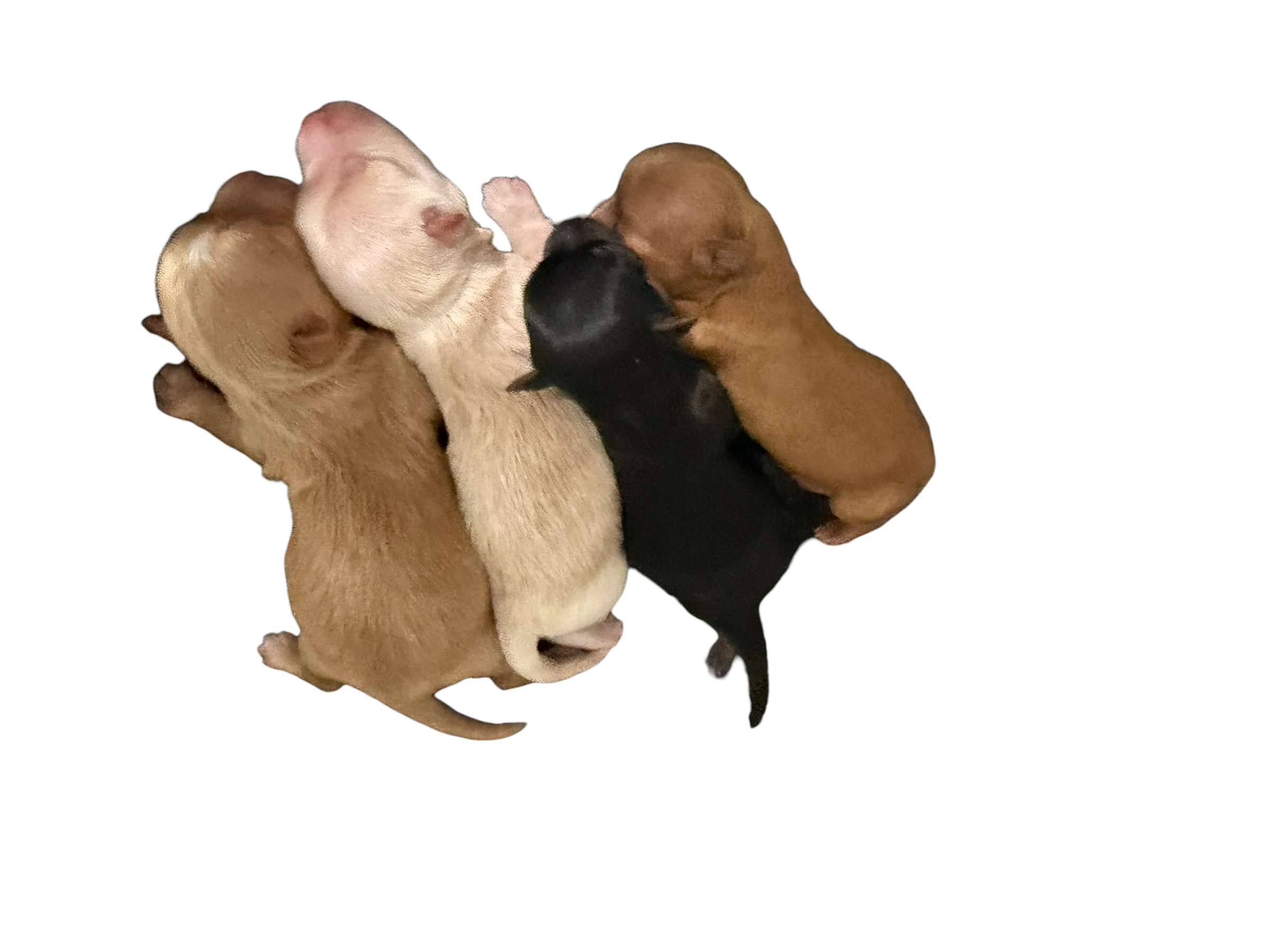 Elsa & Ramsey, Yorkshire Terrier puppies — photo 2 of 2