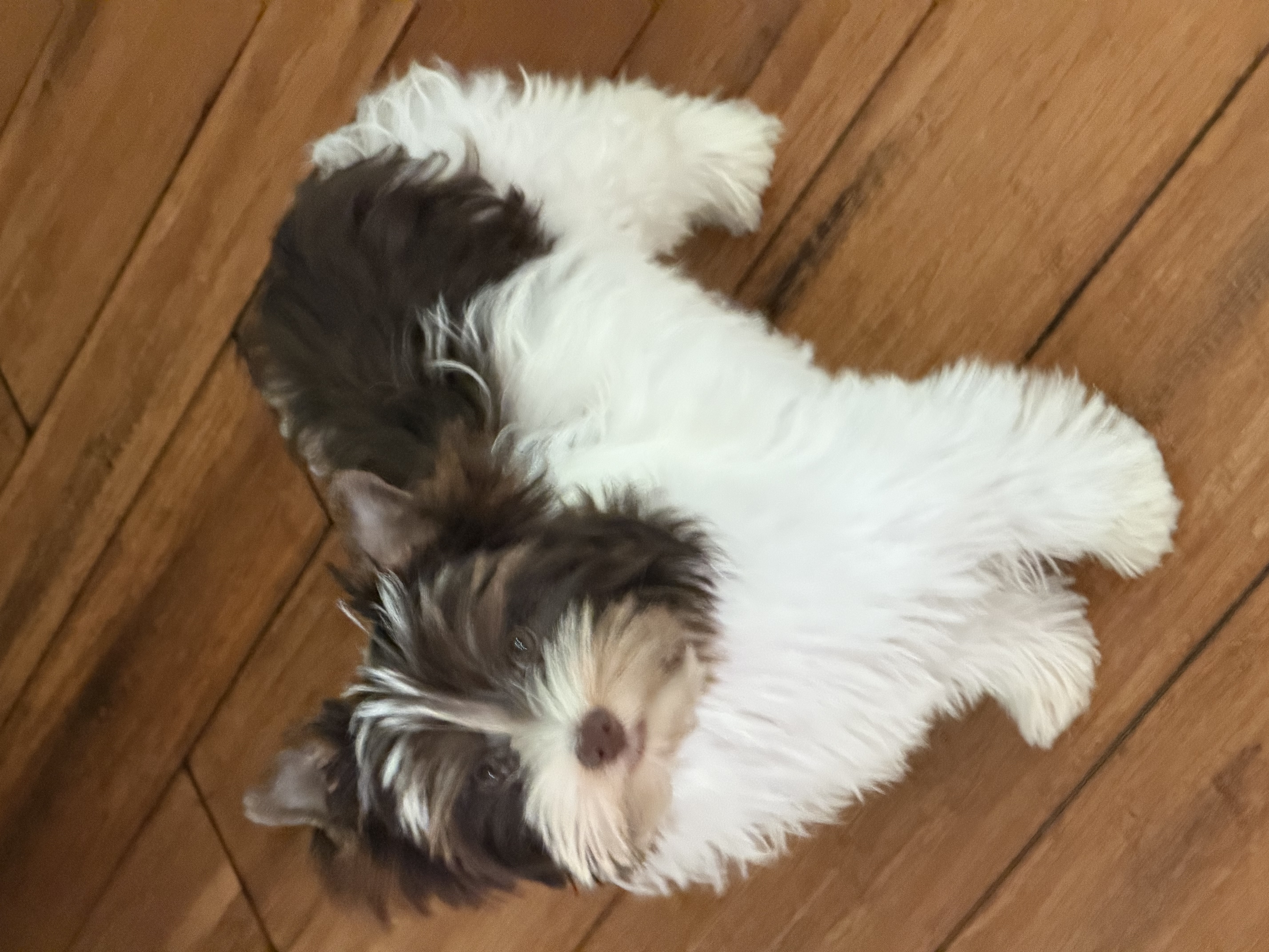 Yorkshire Terrier at Diamond Star Yorkies