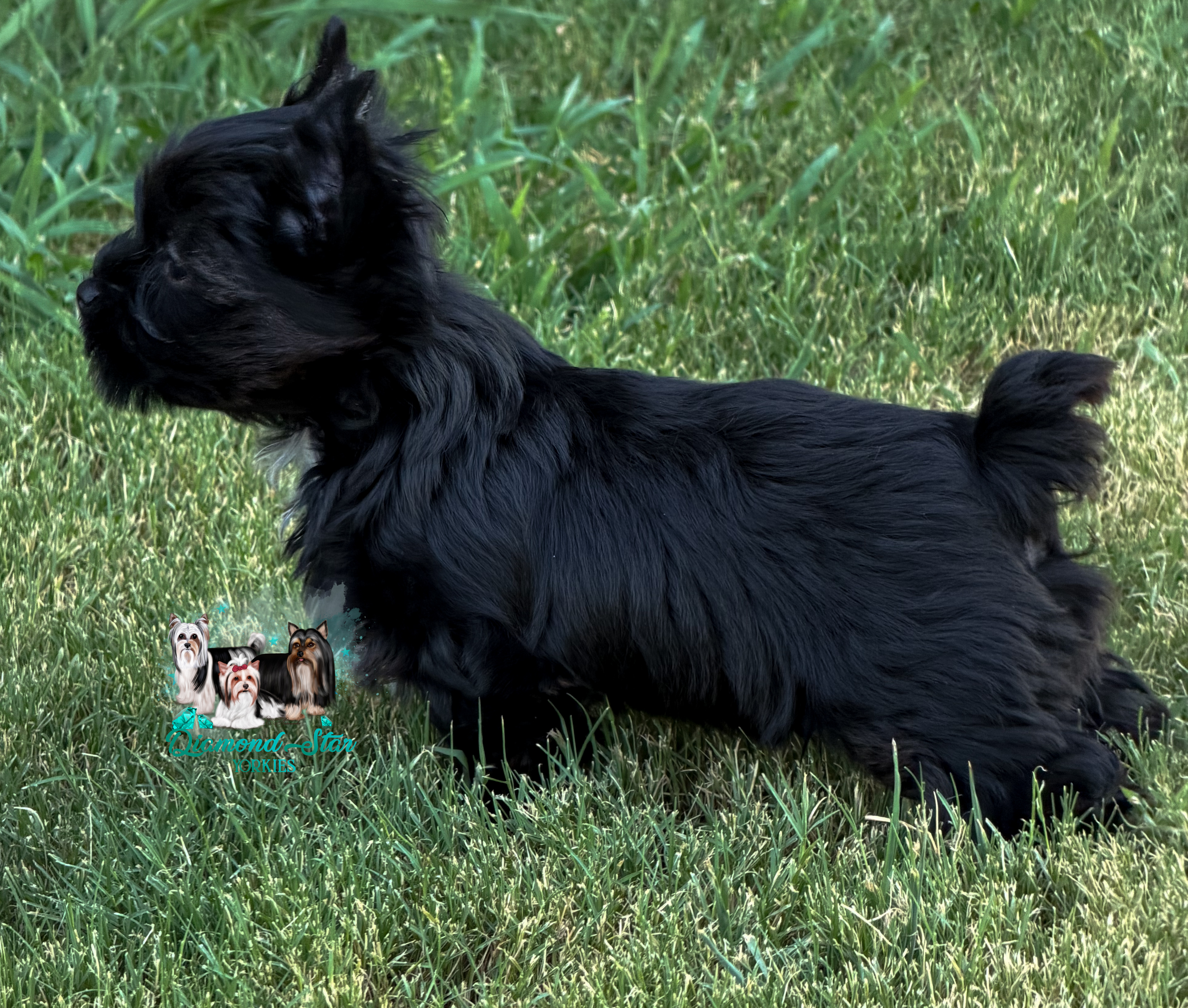 KB Black, Yorkshire Terrier puppy — photo 4 of 4