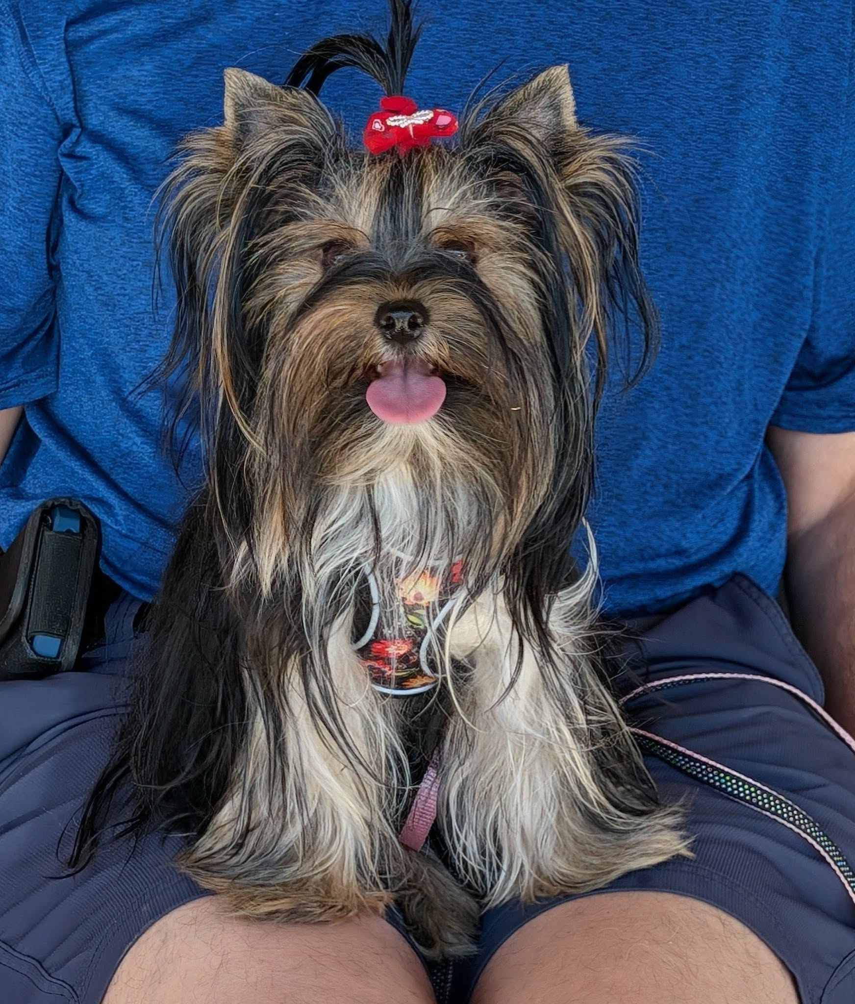 Yorkshire Terrier at Diamond Star Yorkies